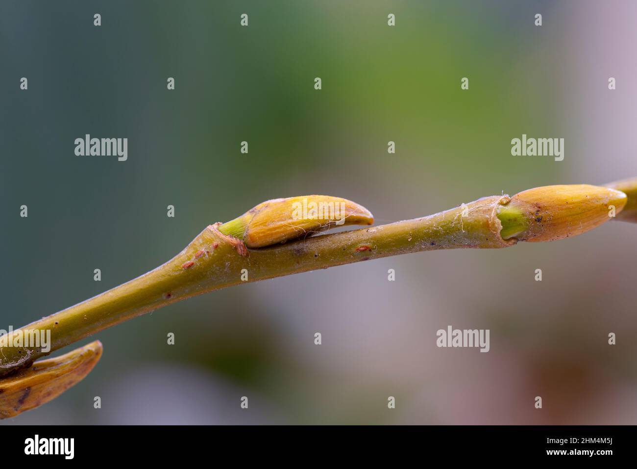 Salix pentandra buds Stock Photo
