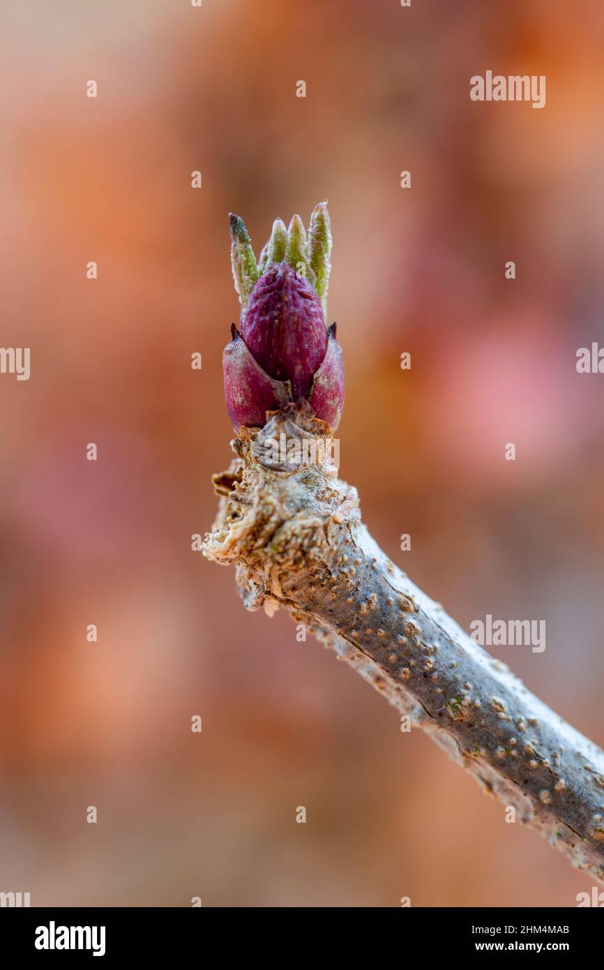 Elder sambucus nigra winter hi-res stock photography and images - Alamy
