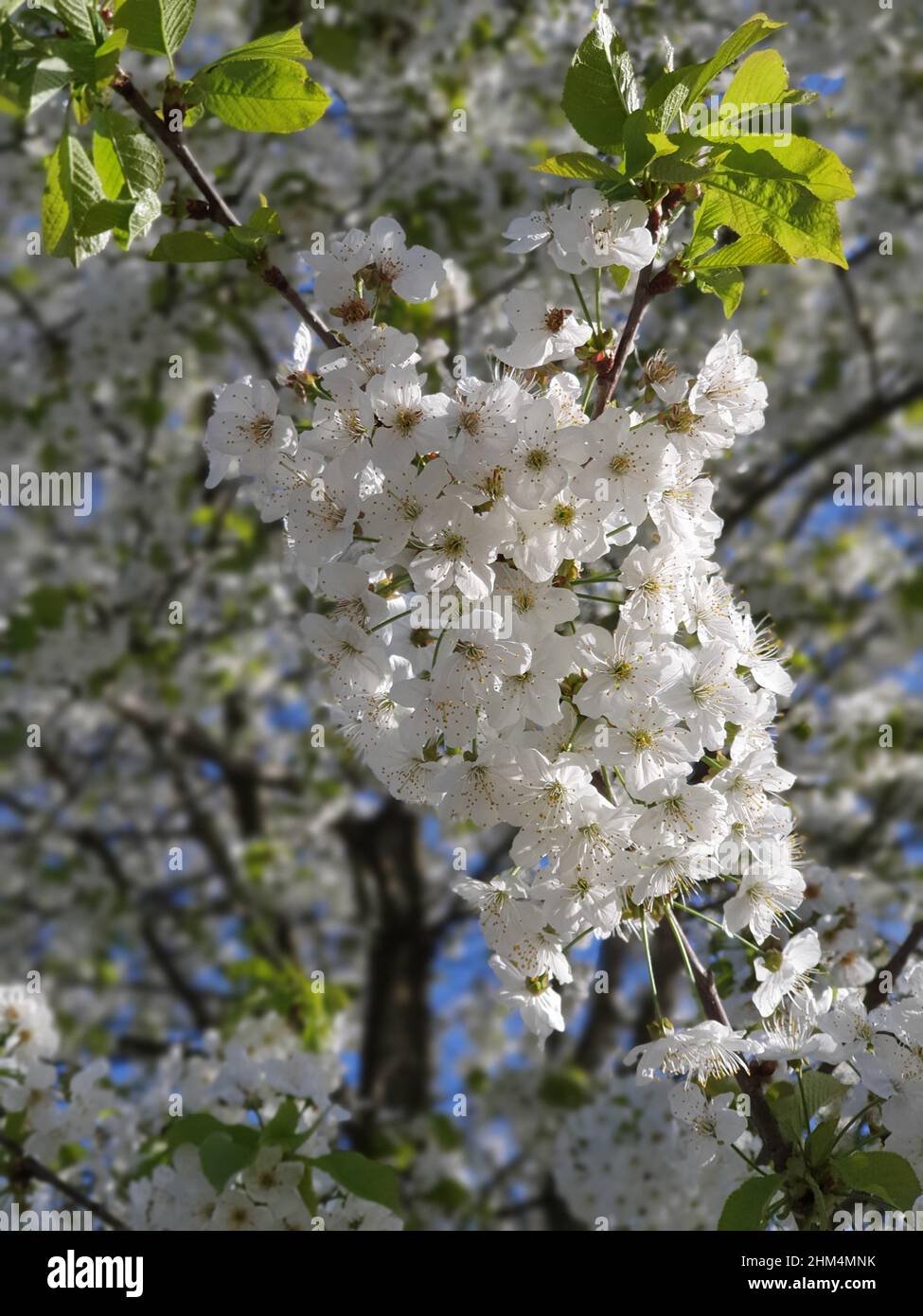 White Cherryblossom tree - Sak Stock Photo