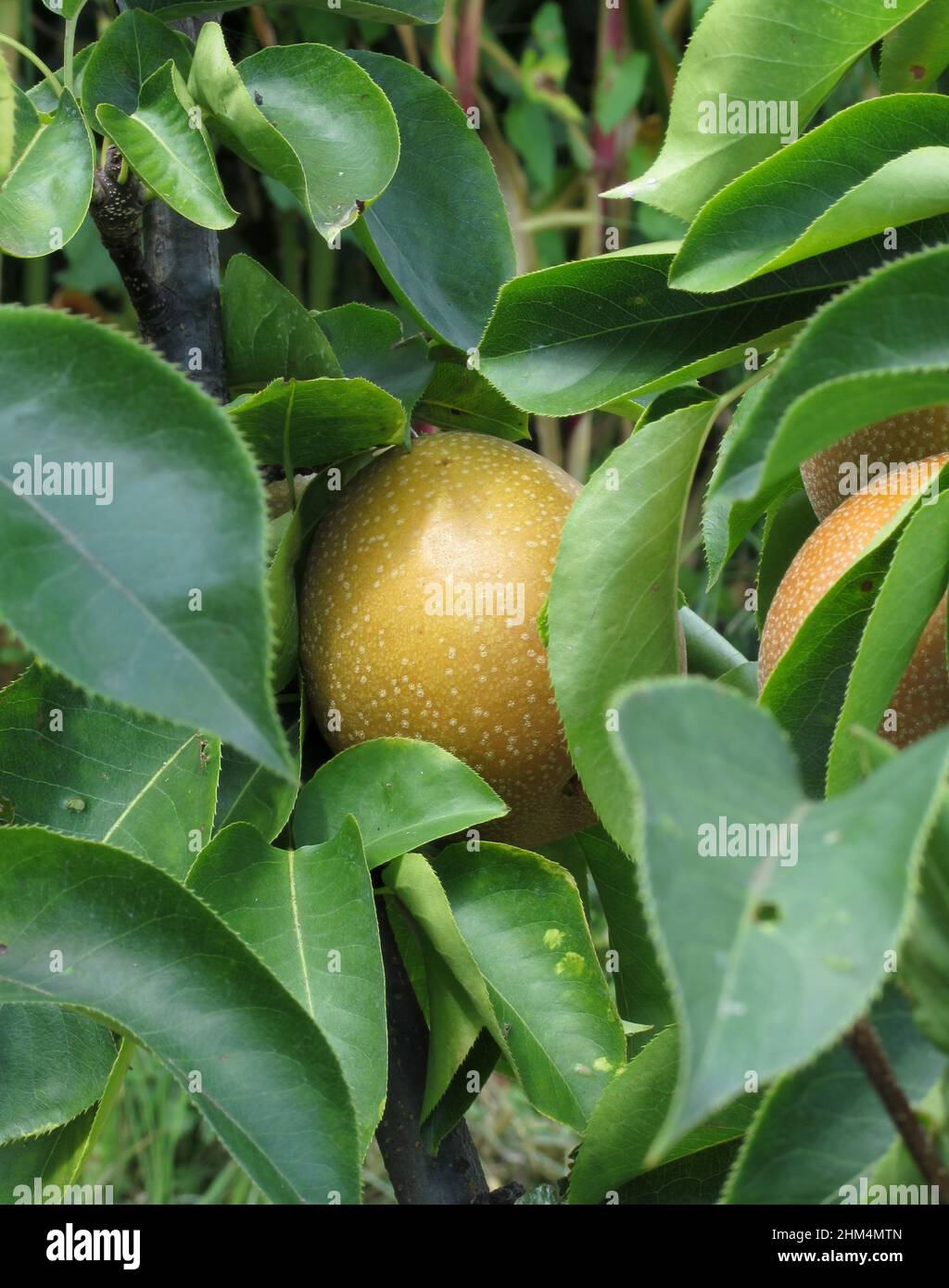 Apple pear on tree branches Stock Photo