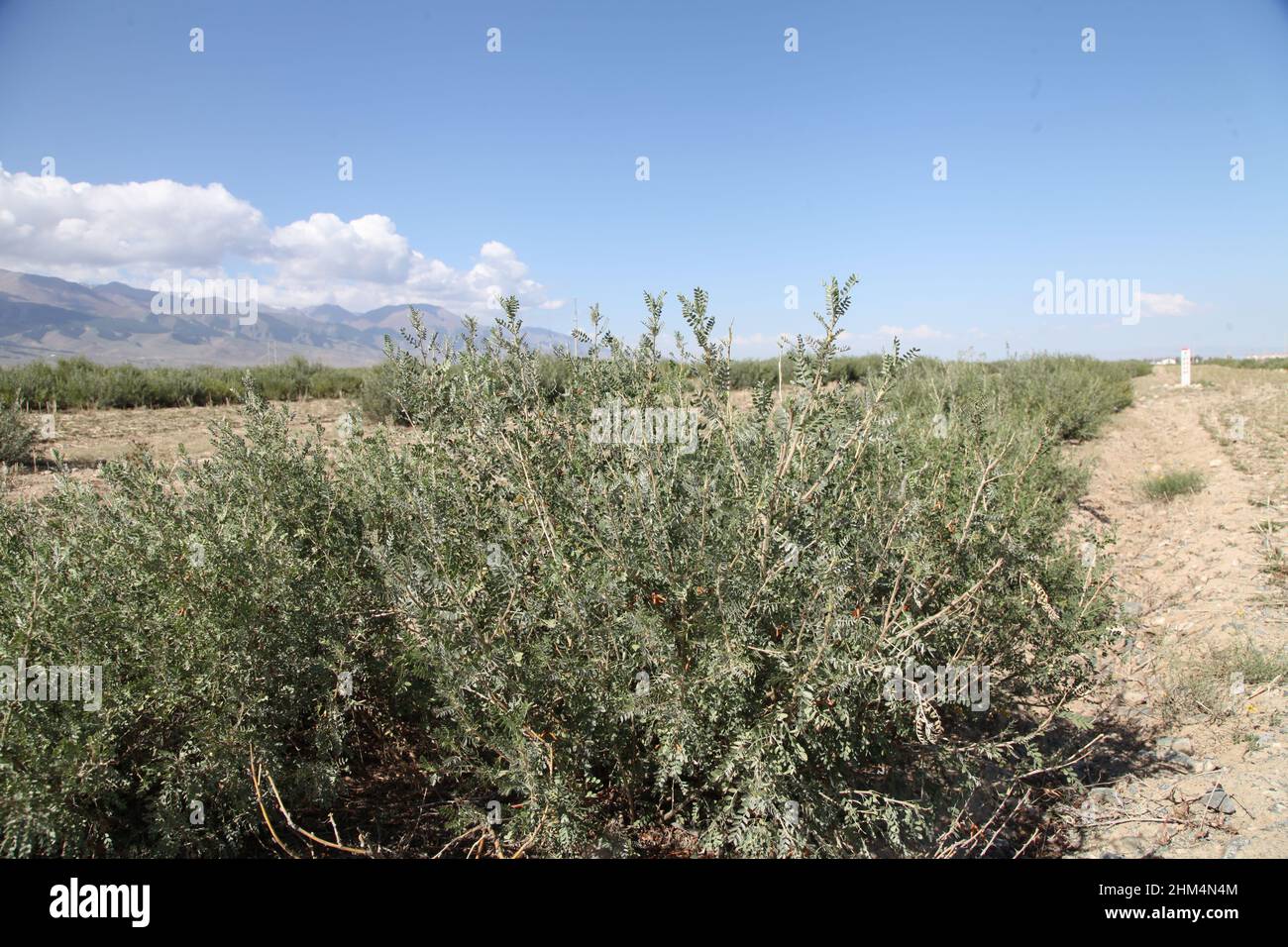 Chinese herbal medicine caragana Stock Photo