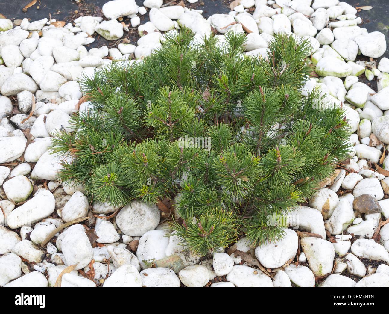 Some small pine trees planted and gravel around them as decoration. Stock Photo