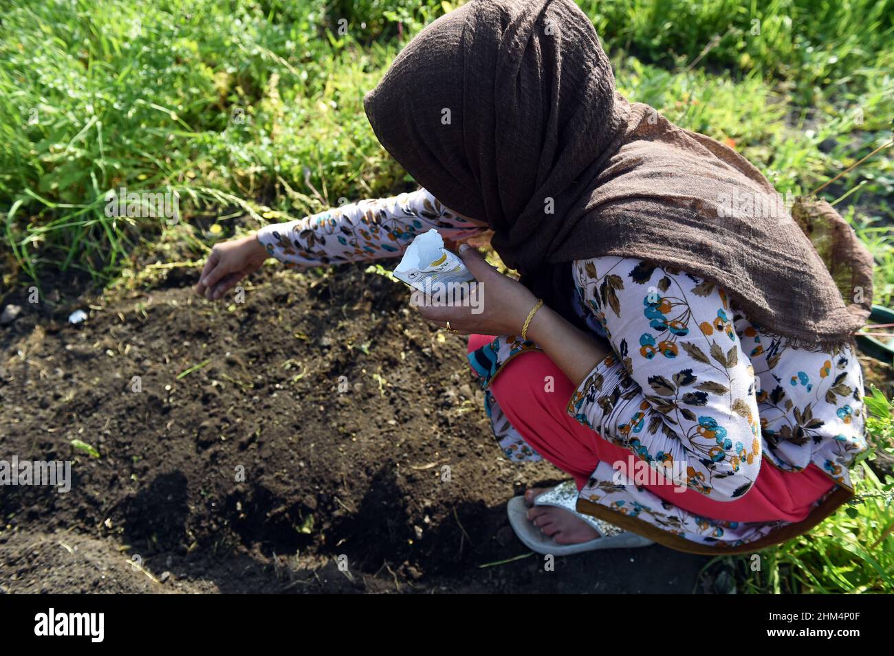 A young woman sows seeds on a community allotment, Leeds, UK Stock Photo