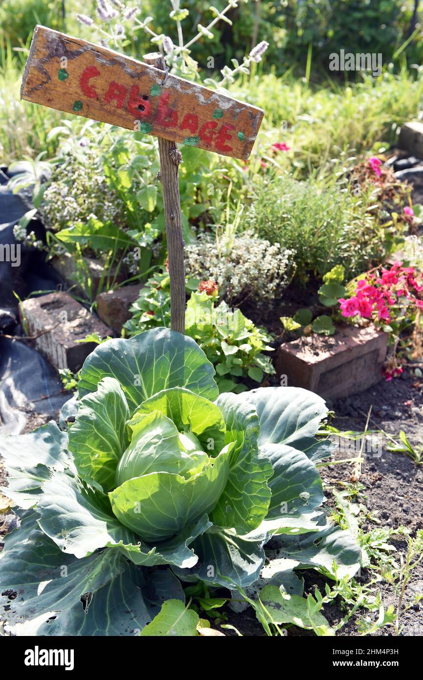 Cabbage grown on a community allotment, Leeds, UK Stock Photo