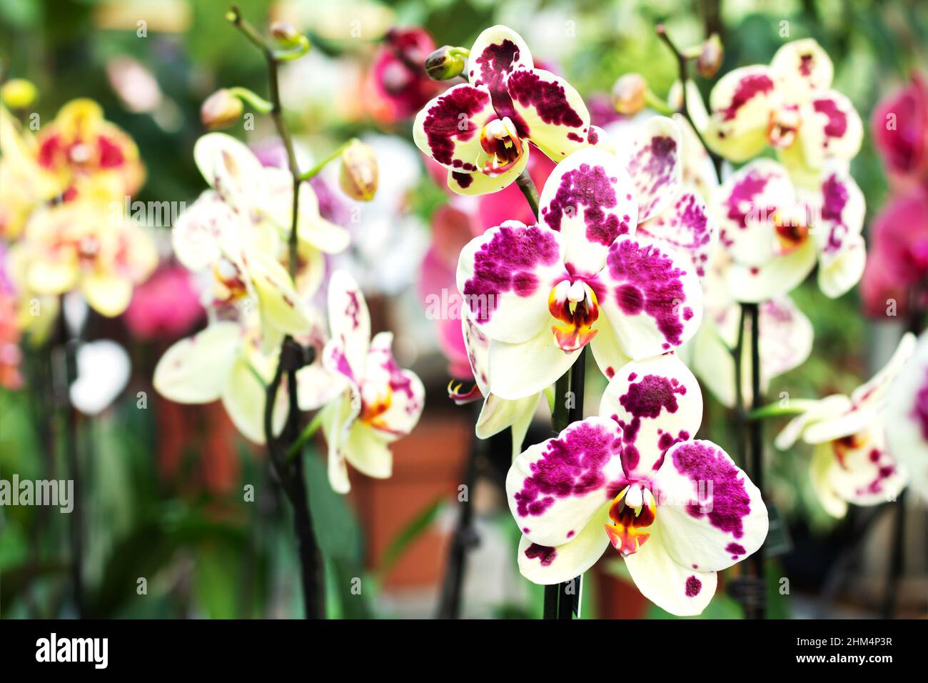 Group of beautiful colorful Orchid Phalaenopsis flowers Stock Photo