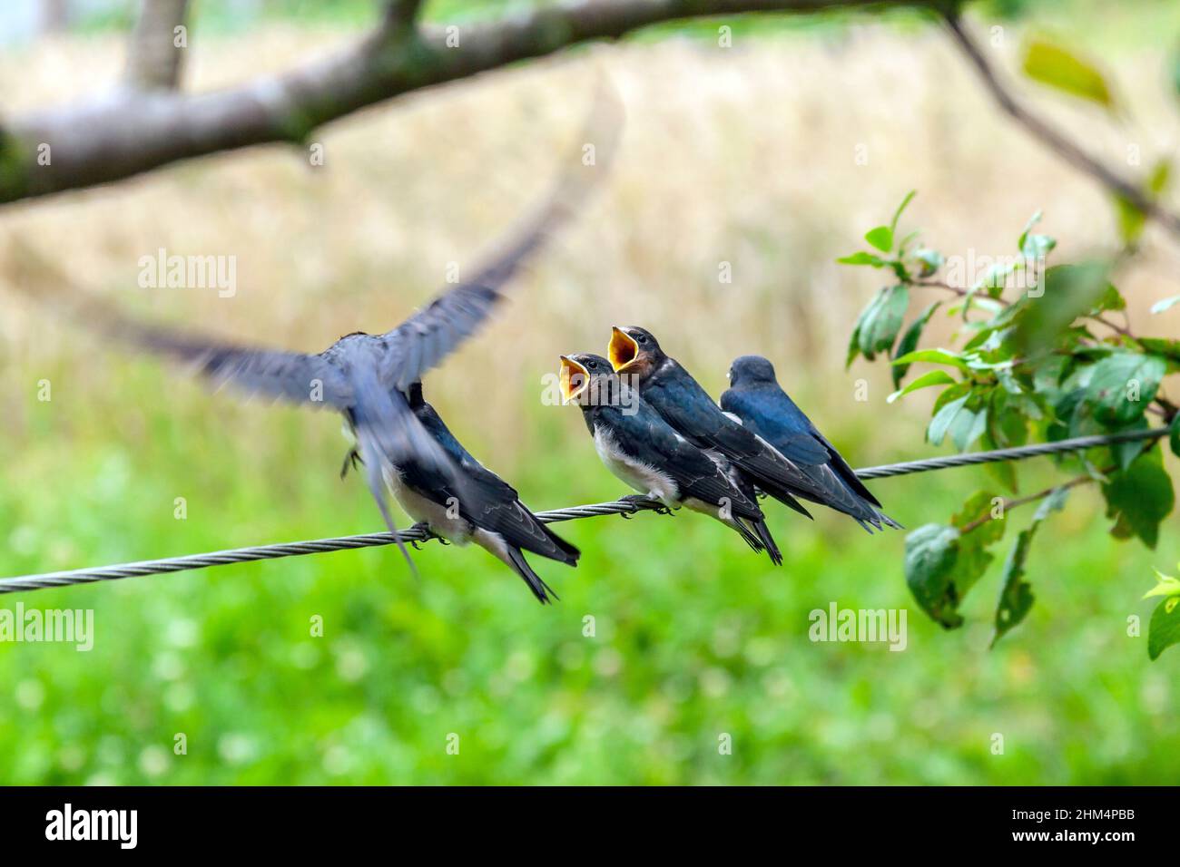 swallow bird feed nestlings Stock Photo Alamy