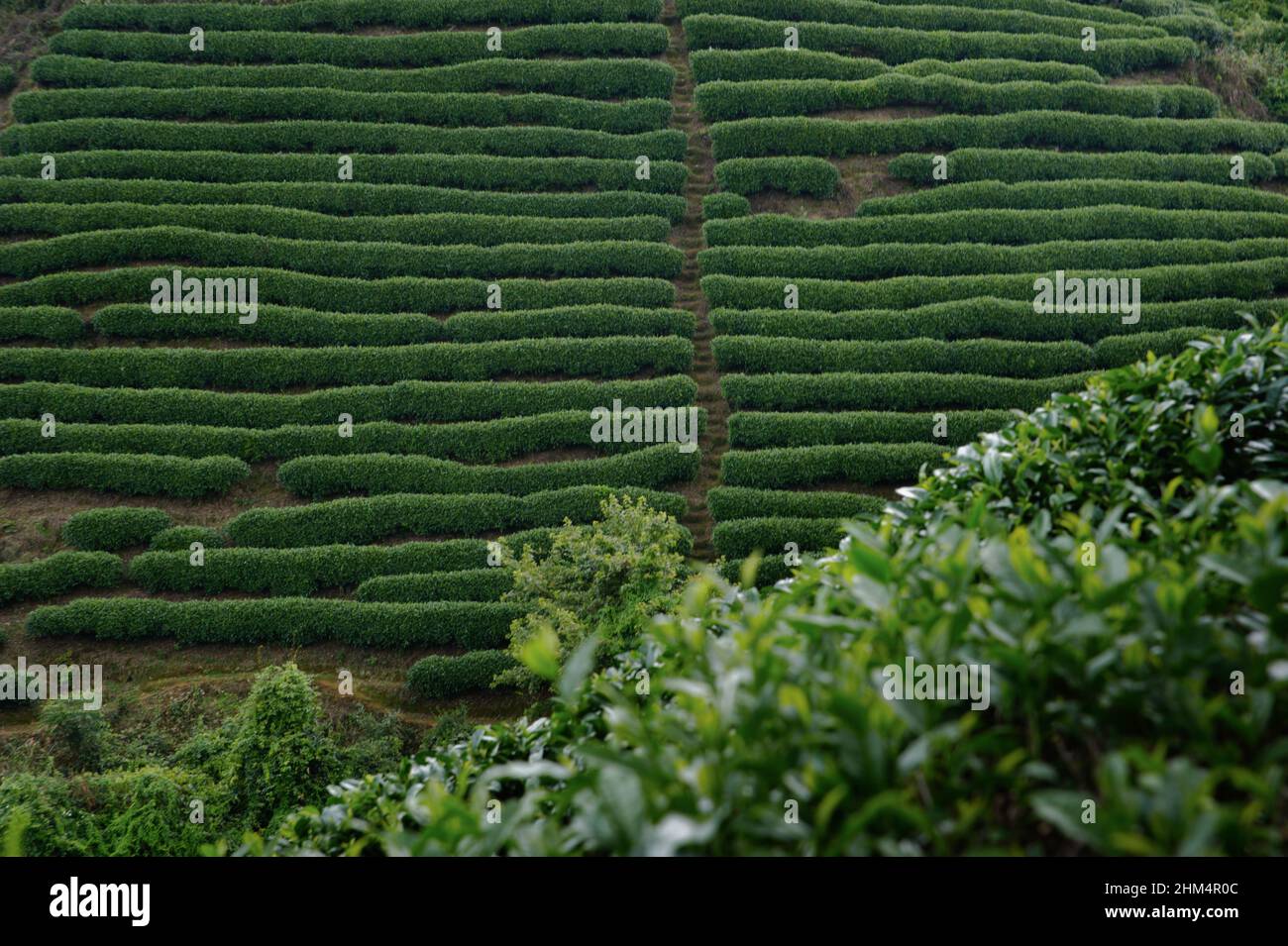 Tea garden tea Stock Photo Alamy