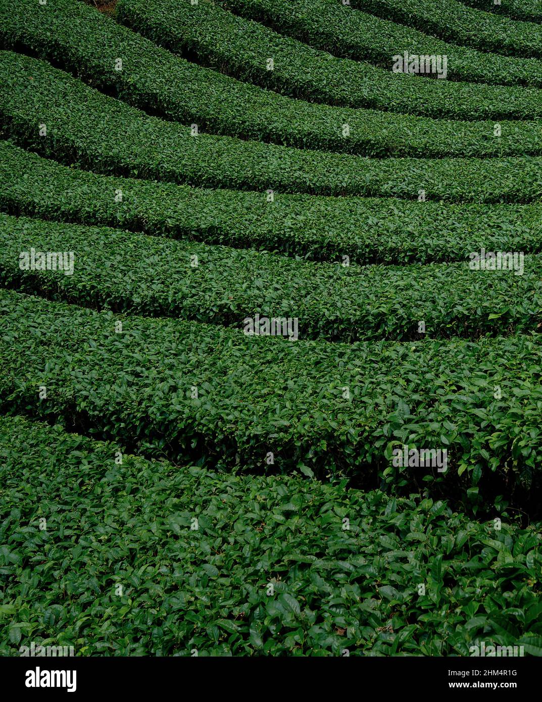 Tea garden tea Stock Photo - Alamy