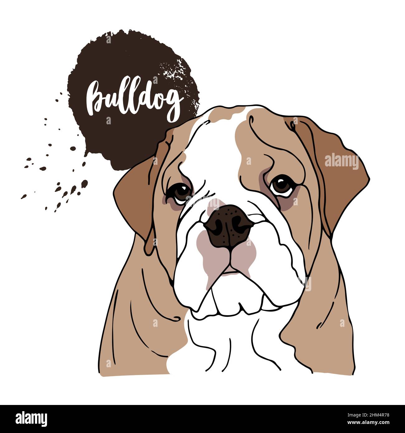 English Bulldog vector illustration, hand drawn sketch of a dog isolated on a white background Stock Vector