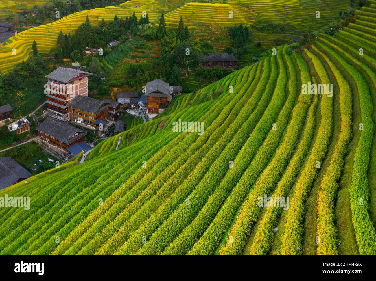 Dragon born dragon ridge terraced rice in guangxi guilin Stock Photo ...