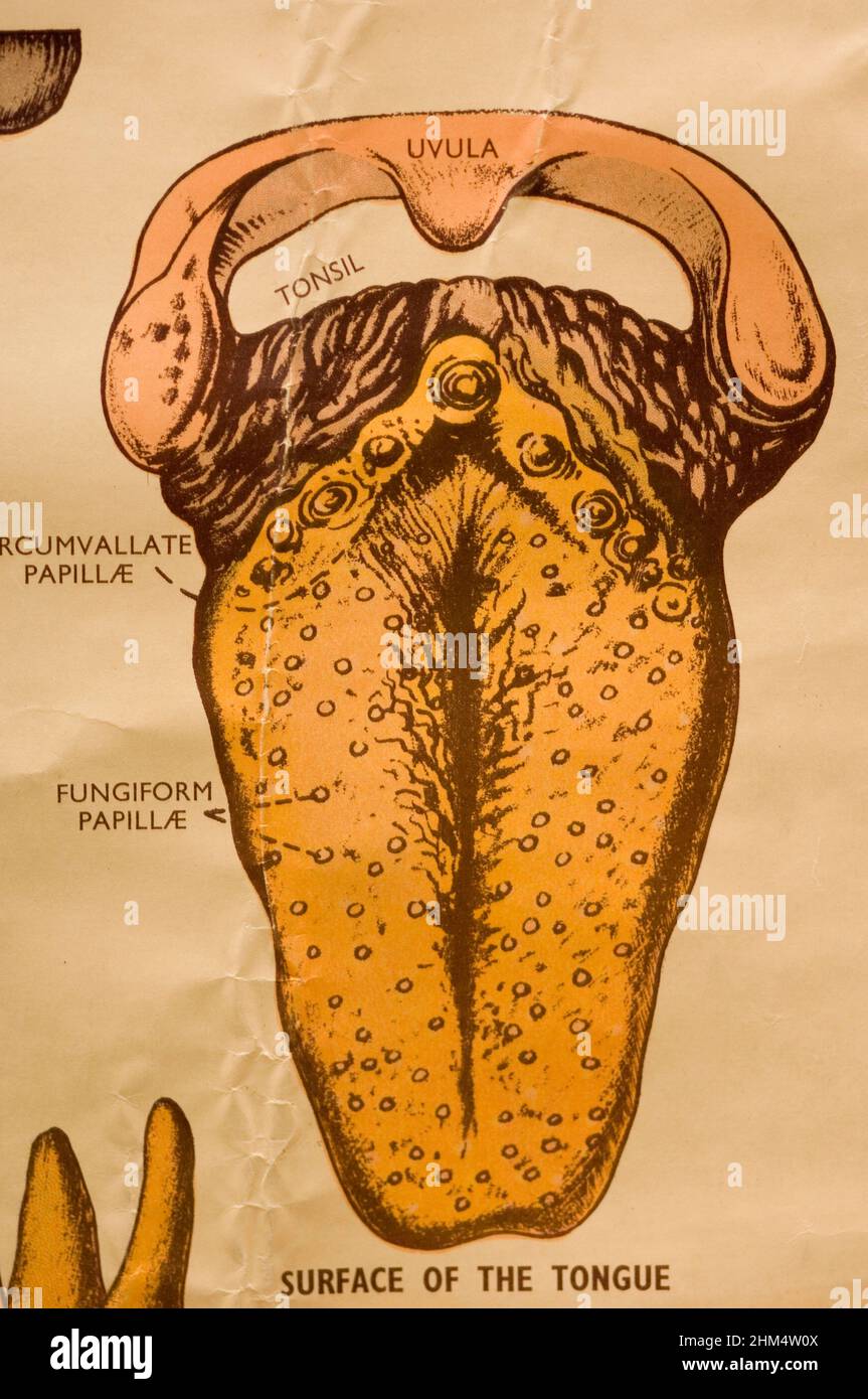 A Graphic Representation Of A Human Tongue., Credit:Photoshot Creative / Stuart Cox / Avalon Stock Photo