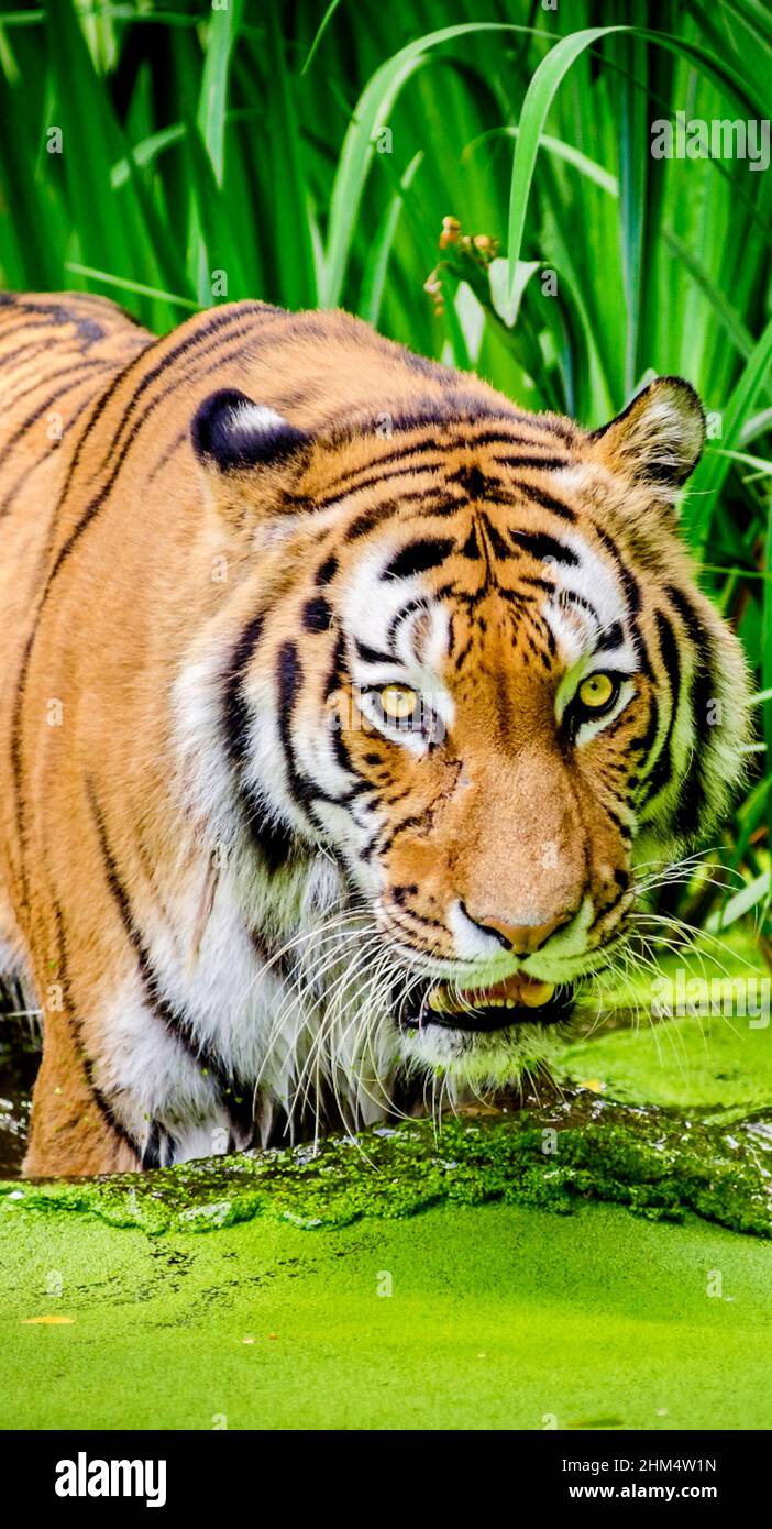 Siberian Tiger Stock Photo