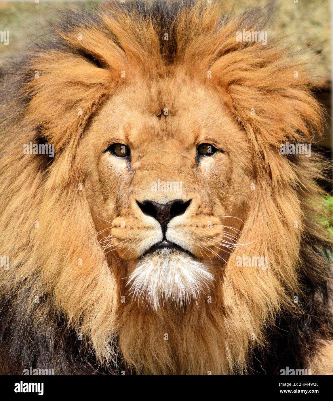 Lion Stock Photo