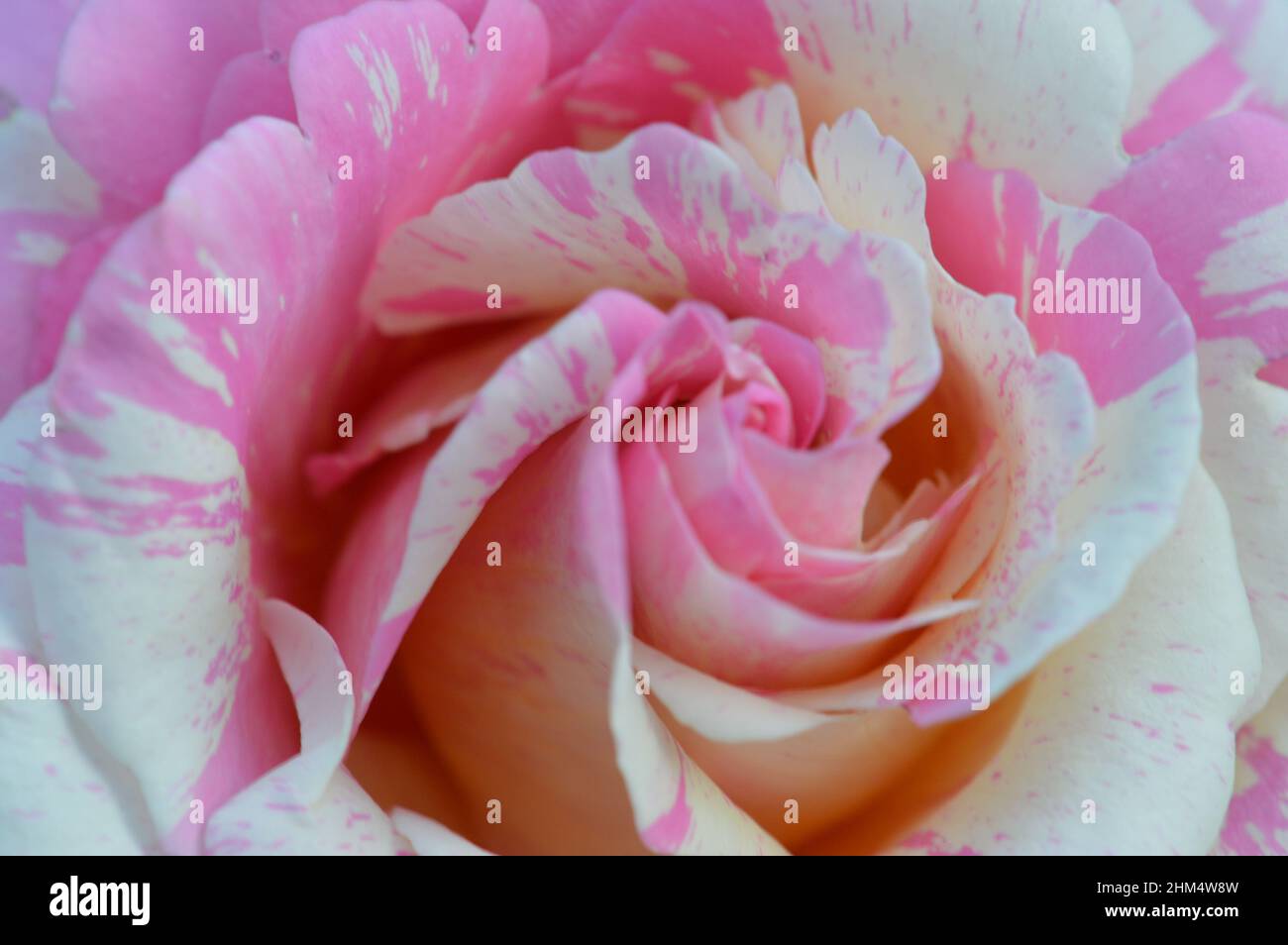 ��ü���ٳ� Stock Photo