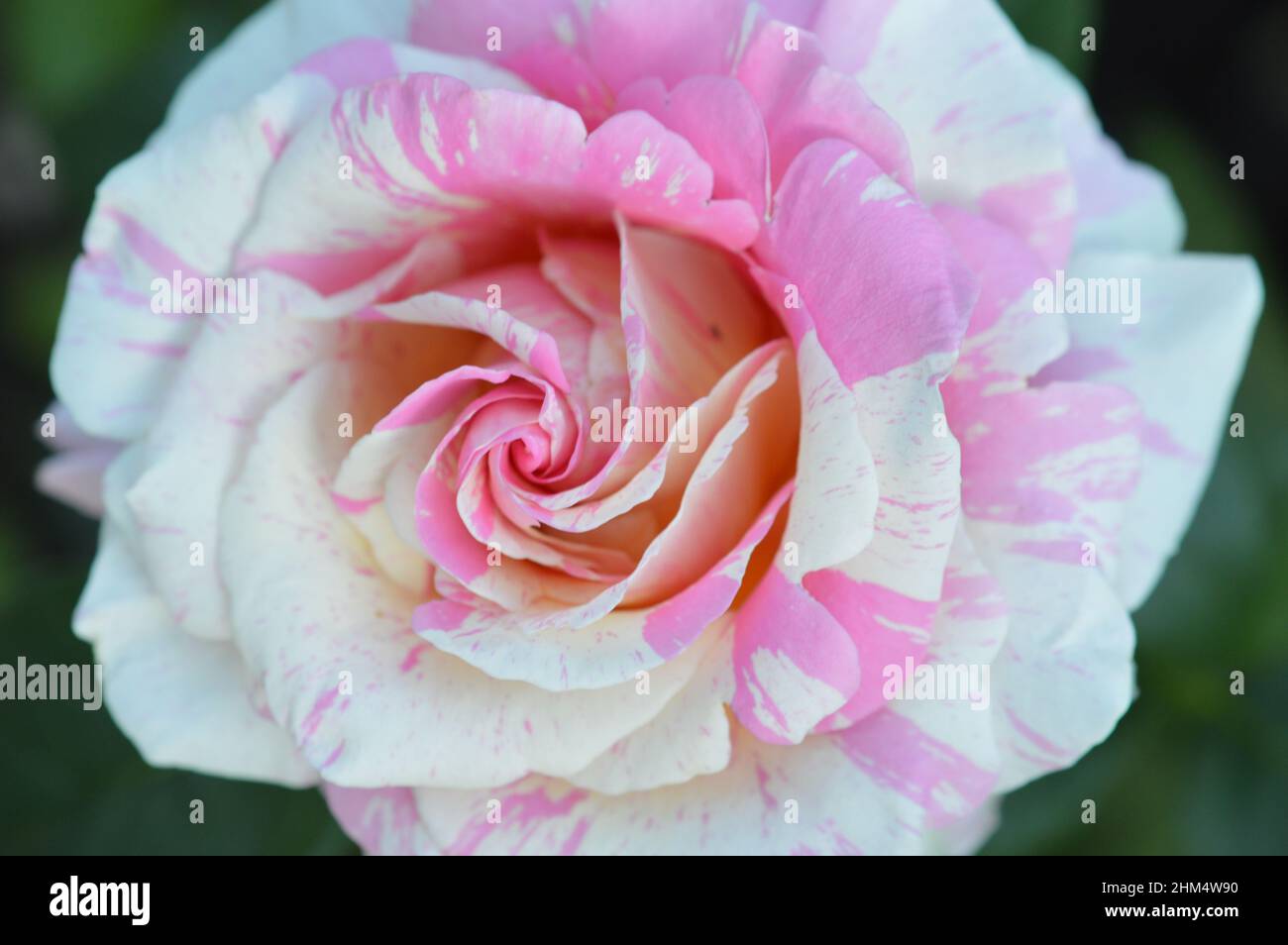 ��ü���ٳ� Stock Photo
