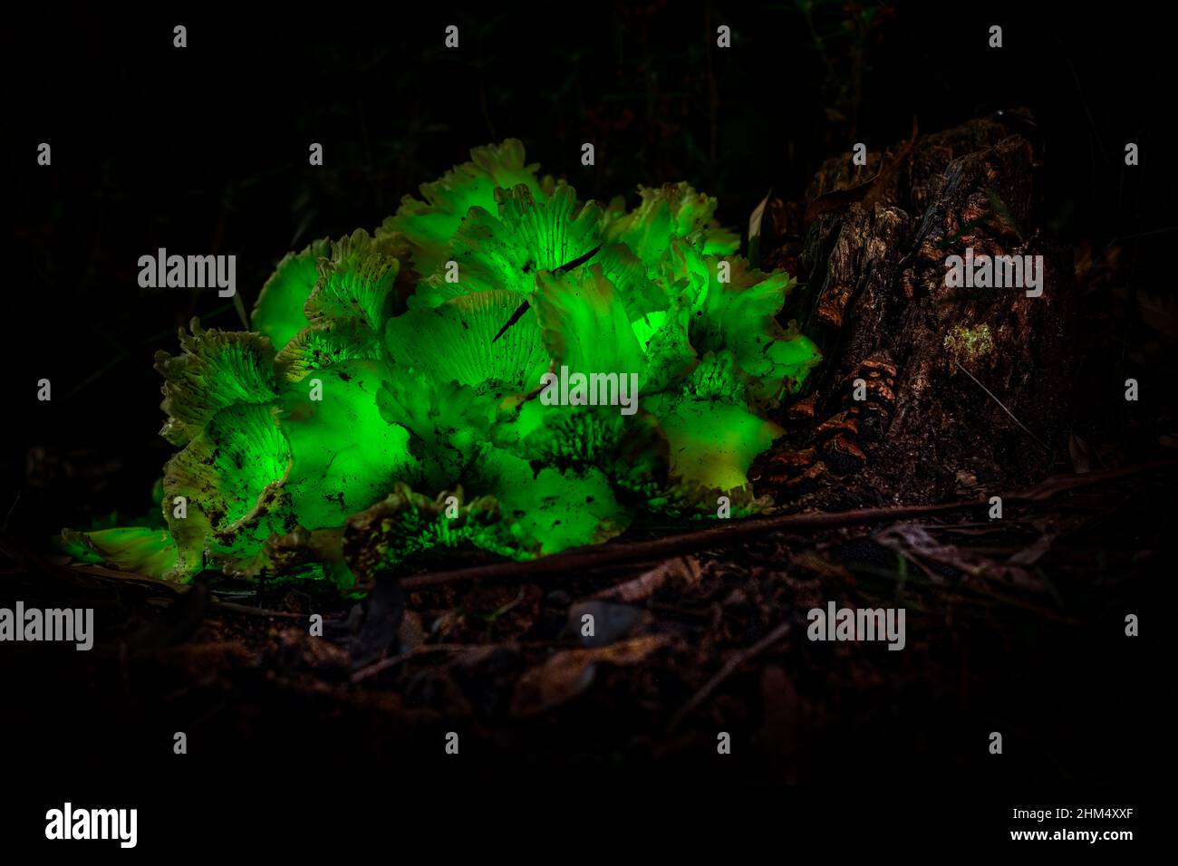 Fungi in australia hi-res stock photography and images - Alamy