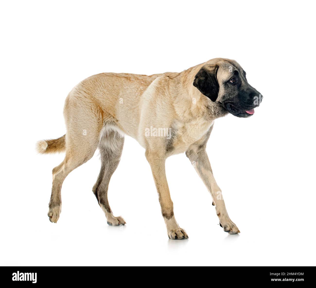 Aksaray malaklisi dog hi res stock photography and images Alamy