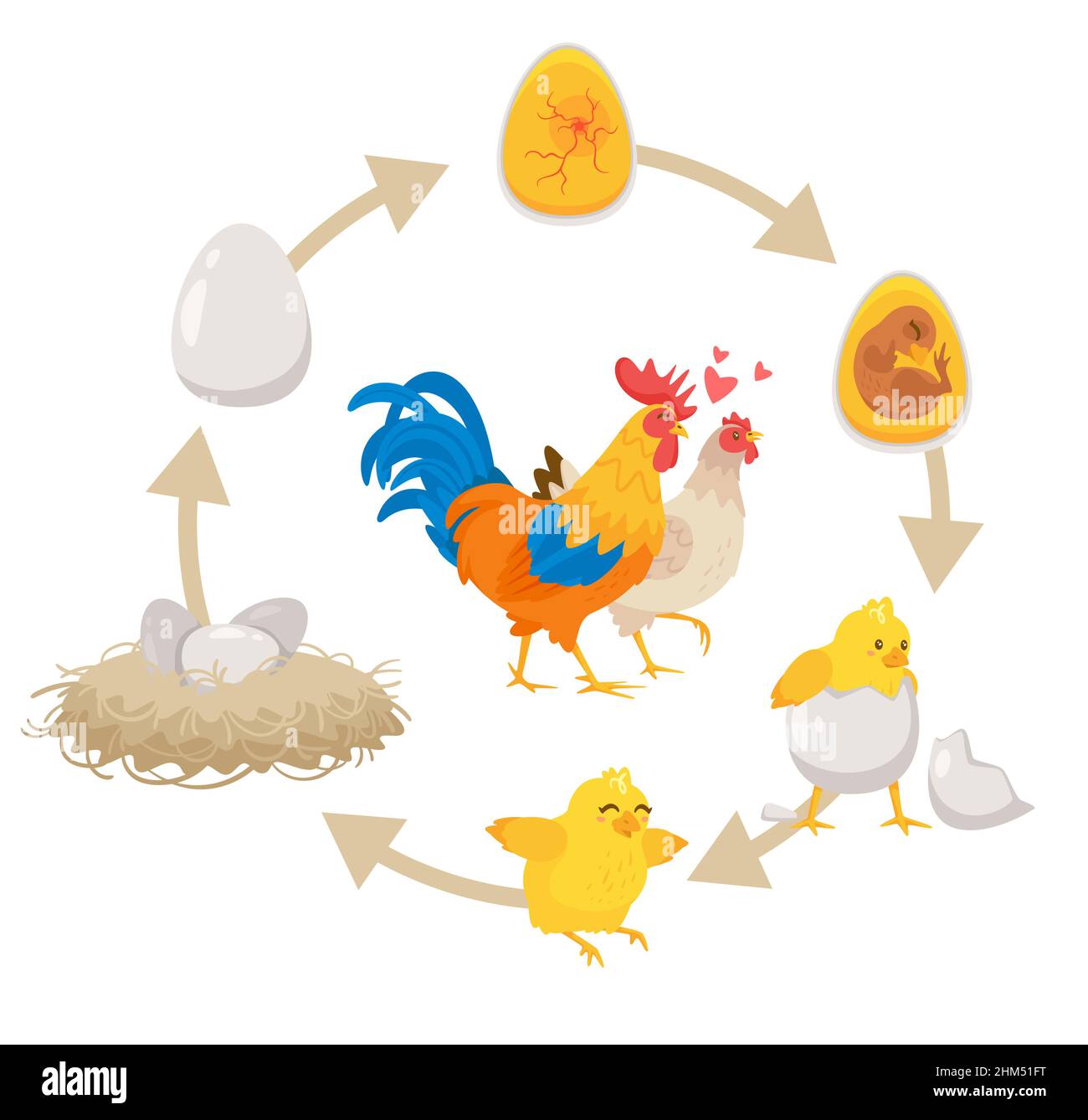 Kids educational scheme of the hatching process. Stock Vector