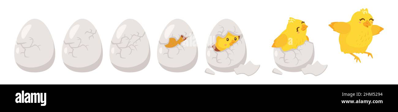 Hatching process. Vector illustration isolated on white Stock Vector