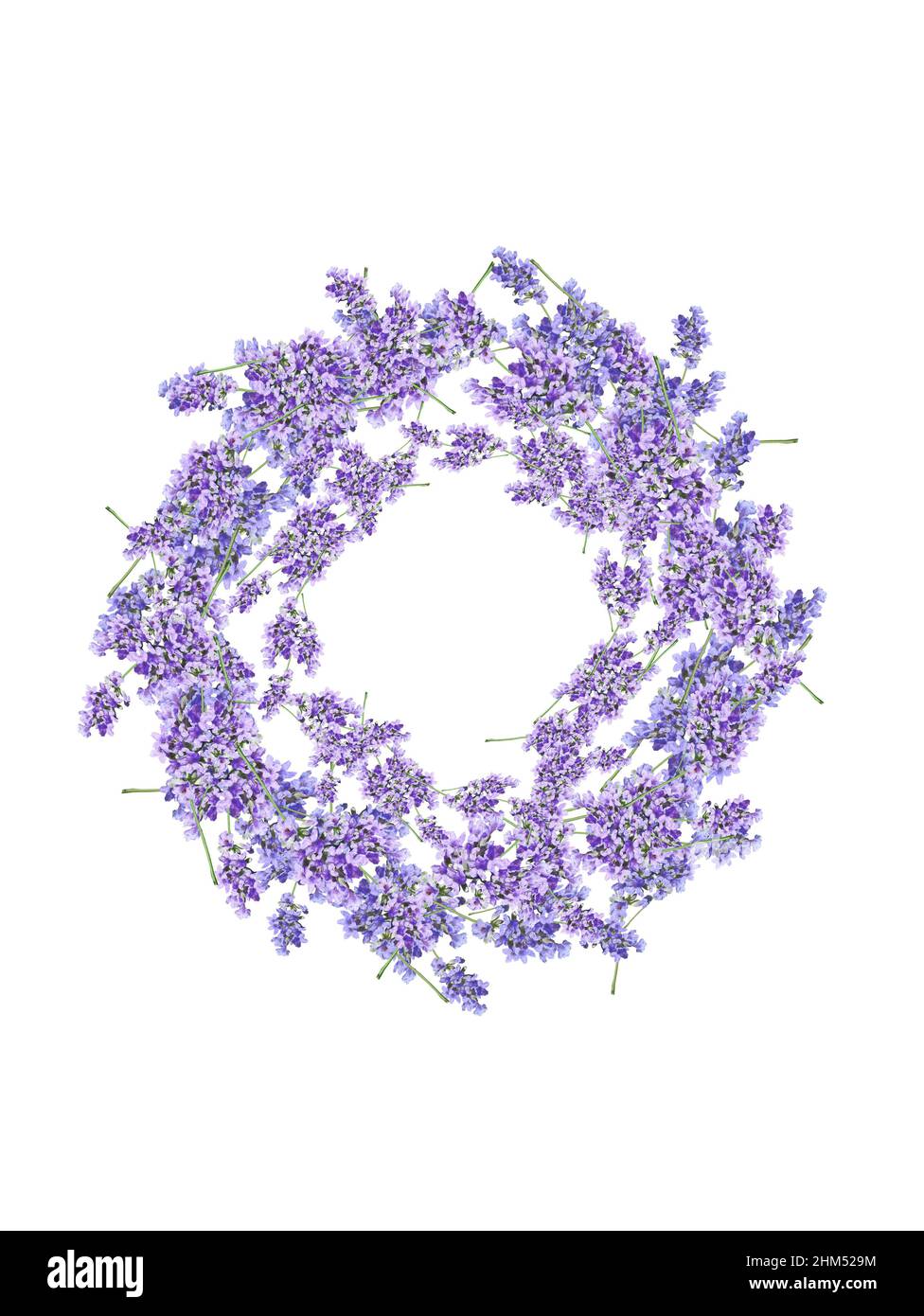 Fresh lavender flowers decoration isolated on white background. Autumn wreath in purple tones. Stock Photo