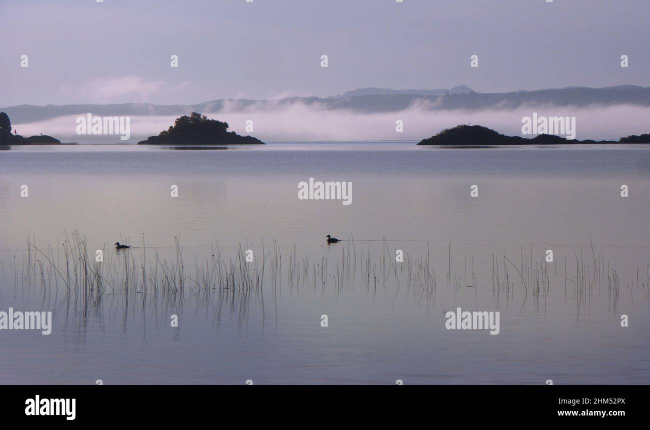Two ducks over a foggy lake Aluminé at the morning in Villa Pehuenia, Neuquén, Argentina Stock Photo