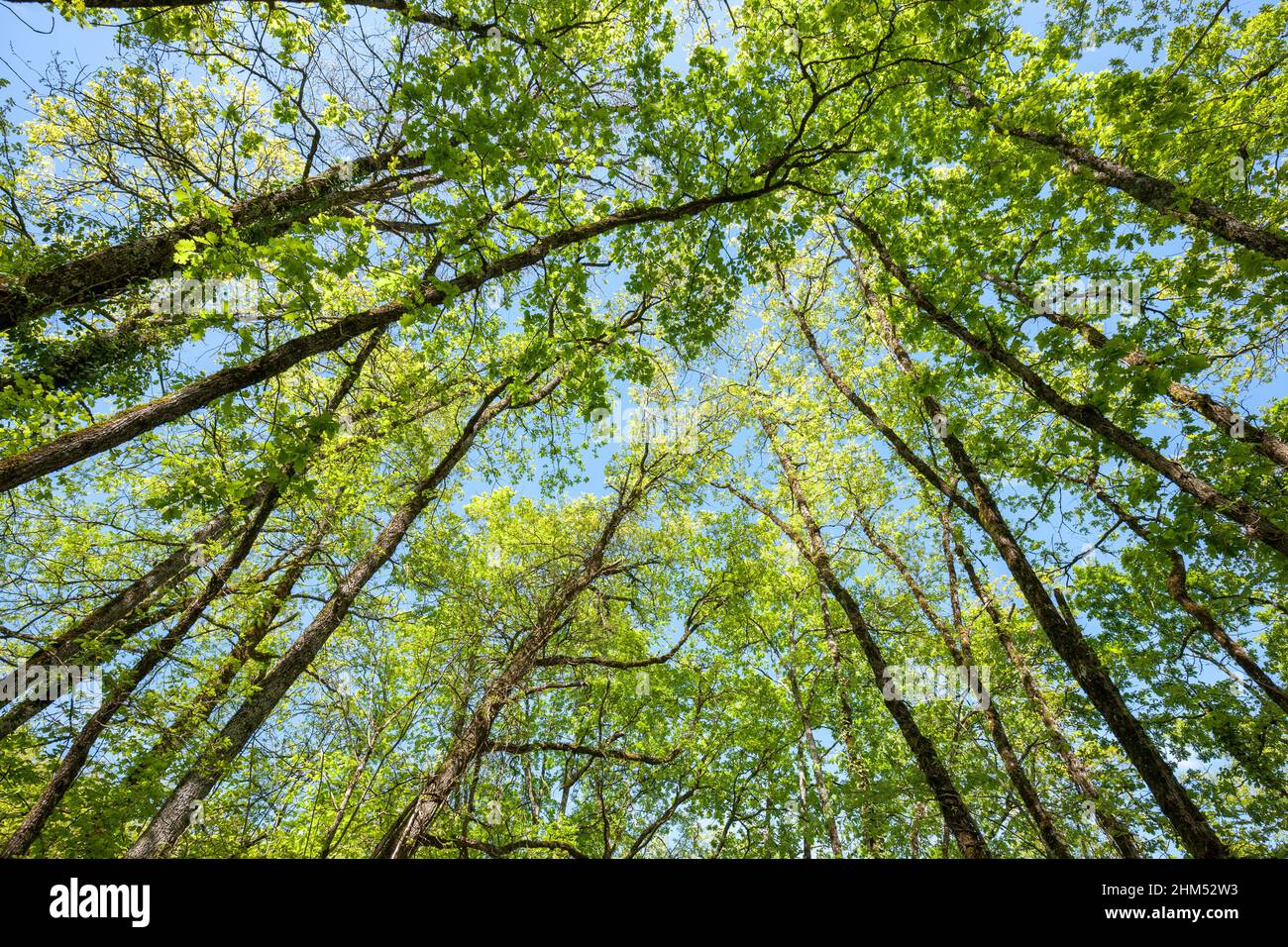 Looking up to the tree canopy in sprintime with fresh young leaves on the trees Stock Photo