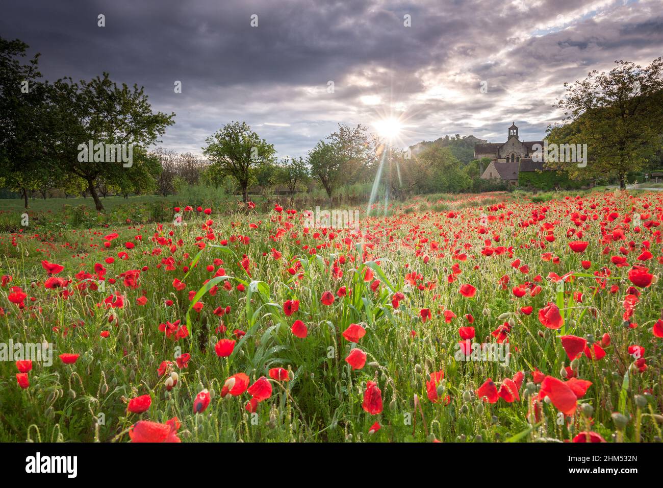 Sunrise over field of flowers hi-res stock photography and images - Alamy