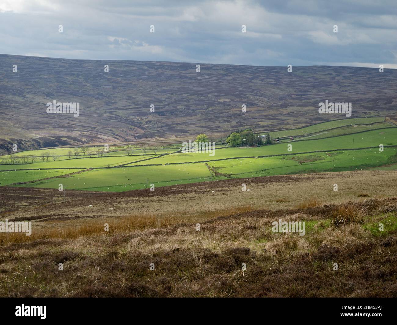 Sun catches trees and pastures set among gently sloping moorland in the Durham Dales Stock Photo