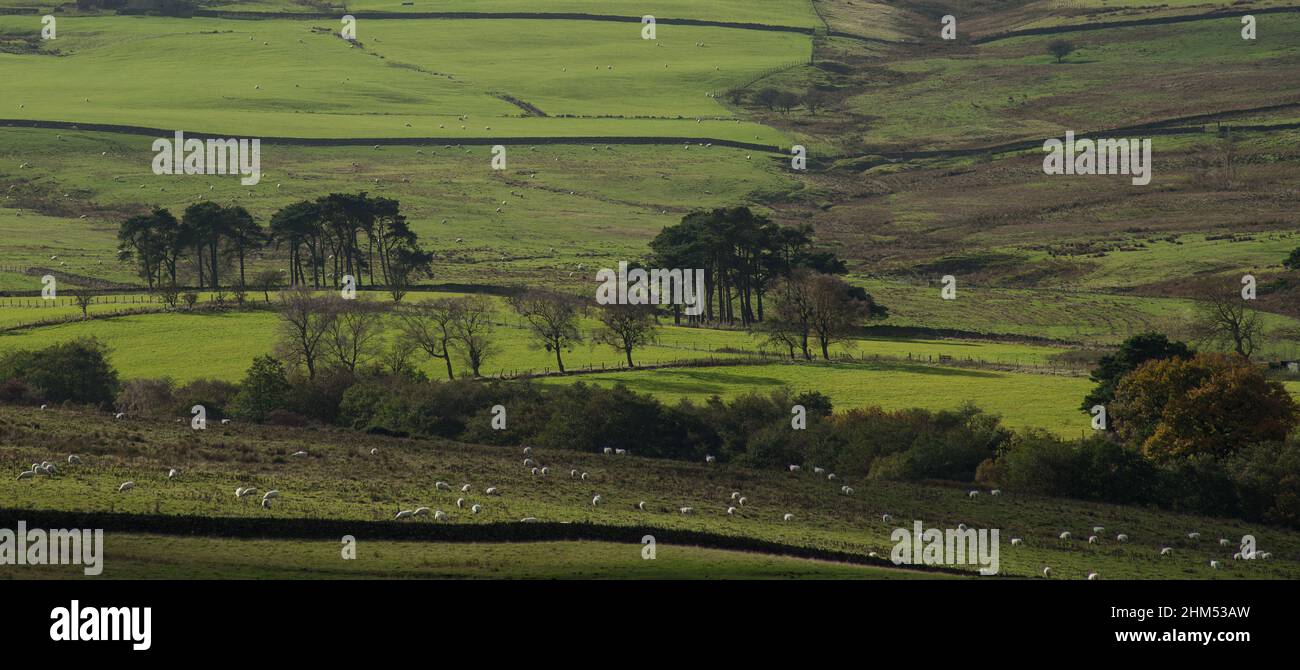 Pasture and rough grazing ground with dry stone walls and stands of trees in the Durham Dales Stock Photo