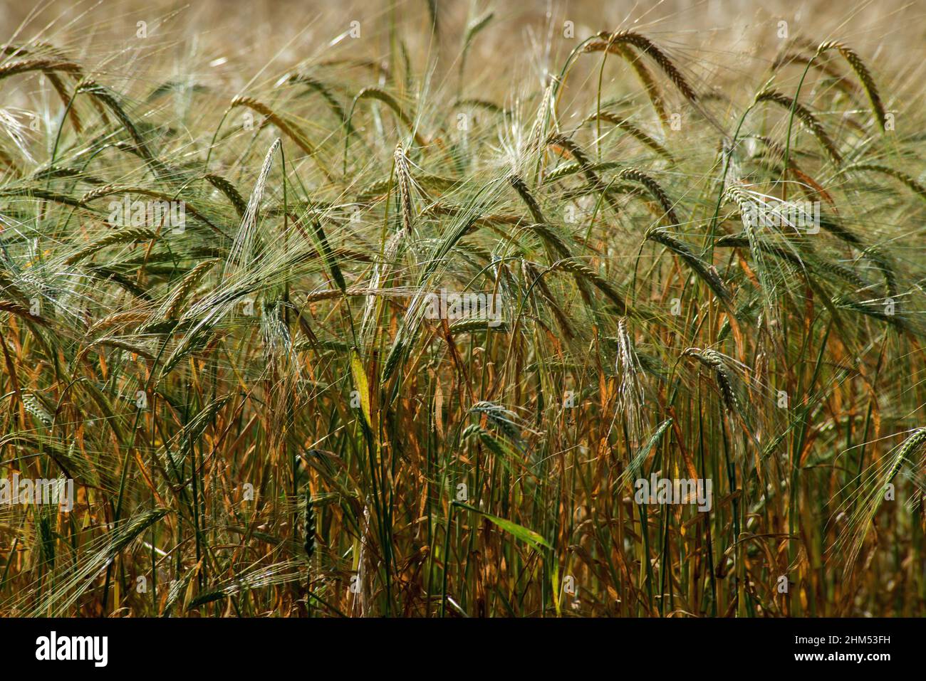 Full frame image of close up of barley plants in field with seed heads and stalks catching the sun Stock Photo