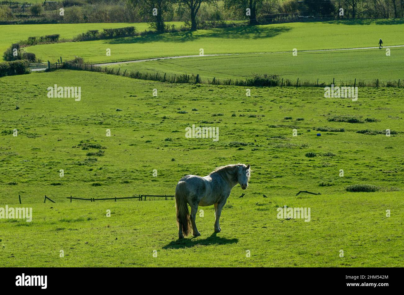 Grey horse in a field and looking towards the observer with distant figure entering the frame from the right on a path across the fields Stock Photo