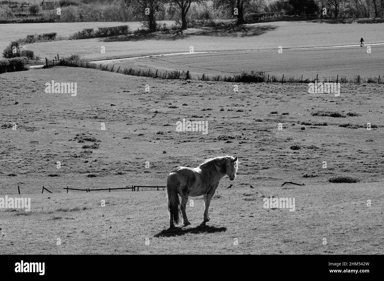 Mono image with horse looking towards the viewer in a field with a distant figure entering the frame from the right on a path Stock Photo