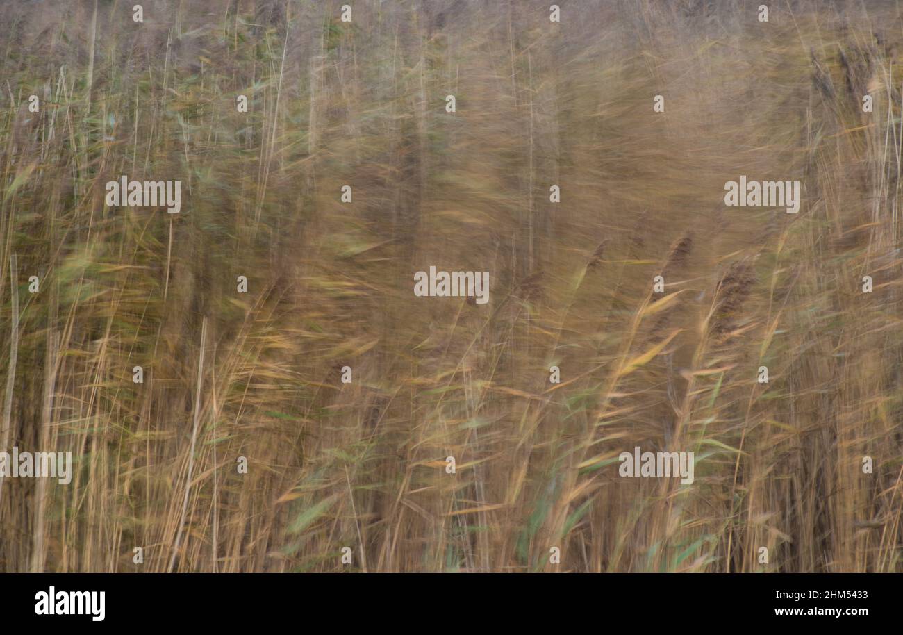 Colour image showing movement back and forth of reeds and rushes caught by the wind Stock Photo