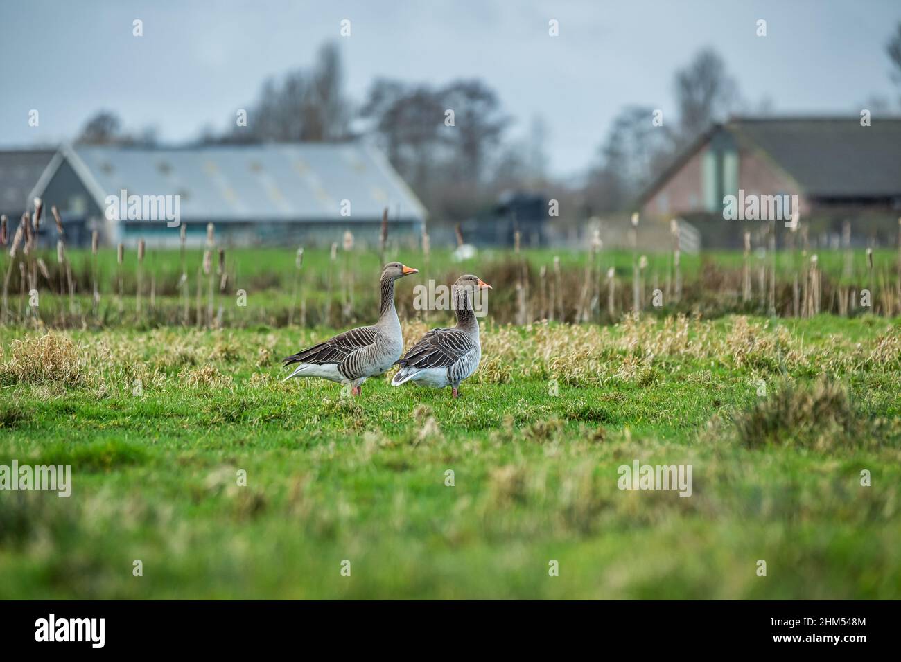 Two Greylag Geese, Anser anser, in focus with nice striped feather pattern and white underside in a green grassy Dutch polder meadow Stock Photo