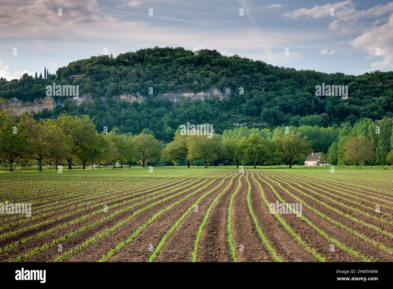 Lines of young spring planted crops with trees and hills in the background in the French countryside Stock Photo