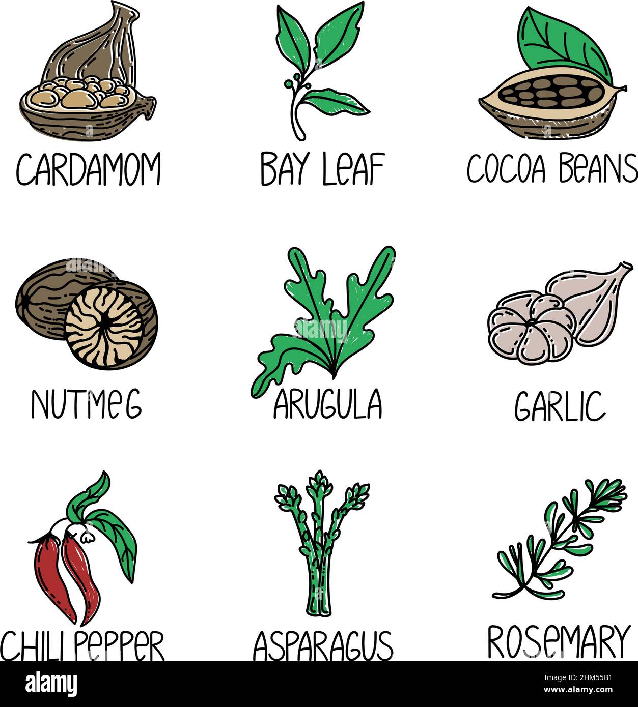 Set of herbs and spices, drawn element in doodle style. Logo and emblem