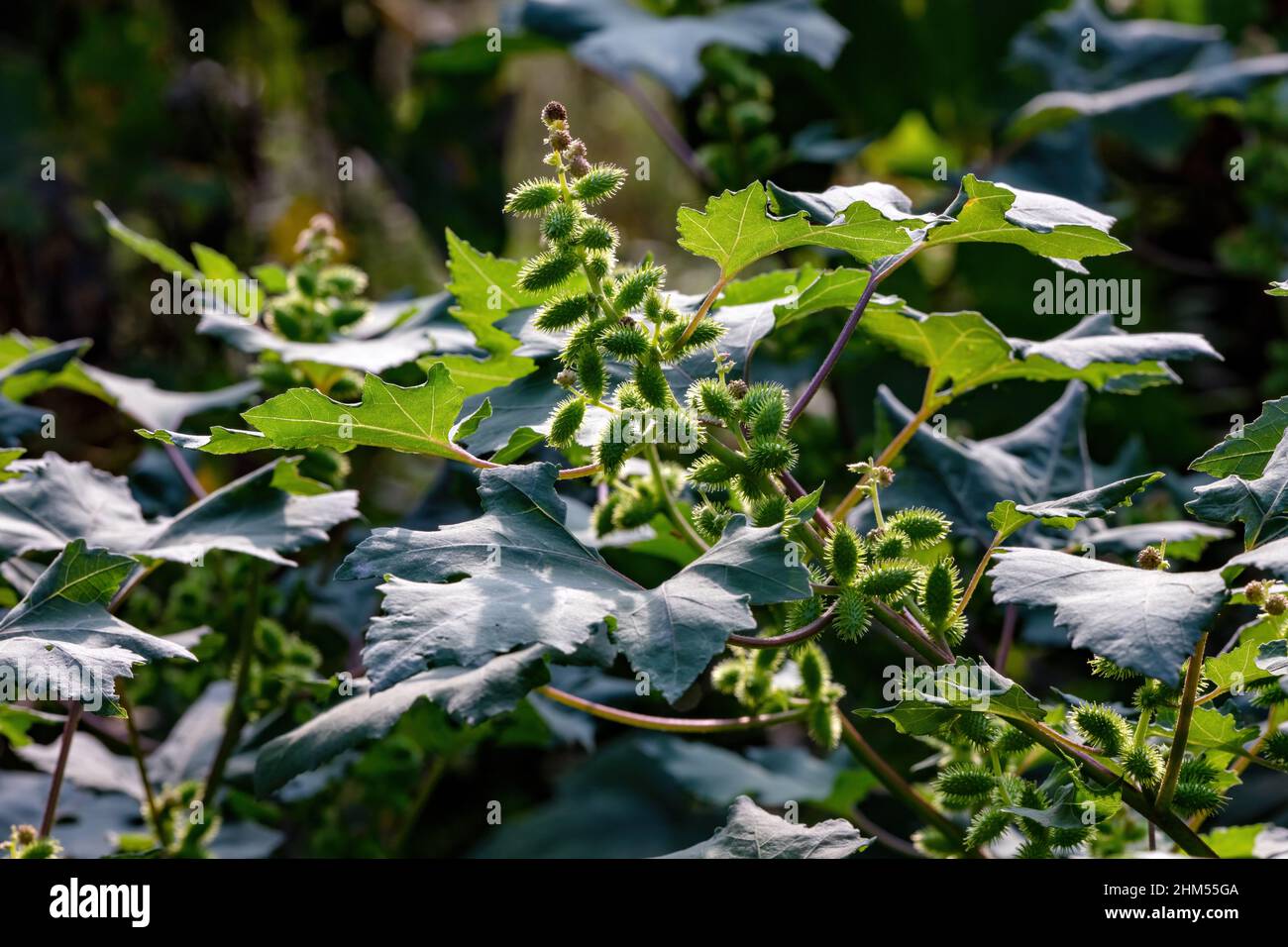 Siberian cocklebur Stock Photo