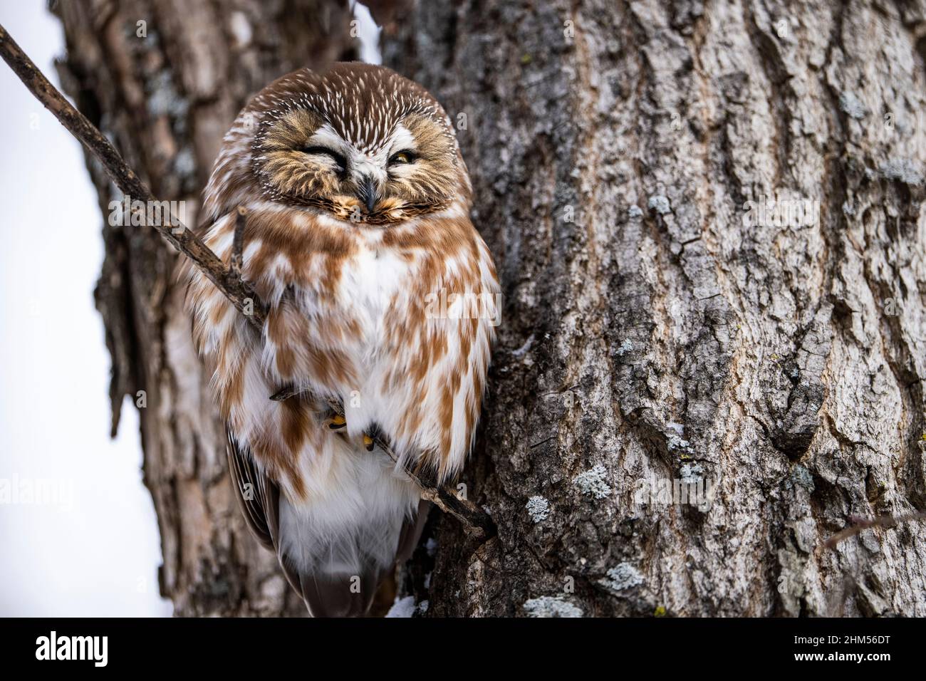 Northern Saw-whet Owl perched and resting during a winter morning. Stock Photo