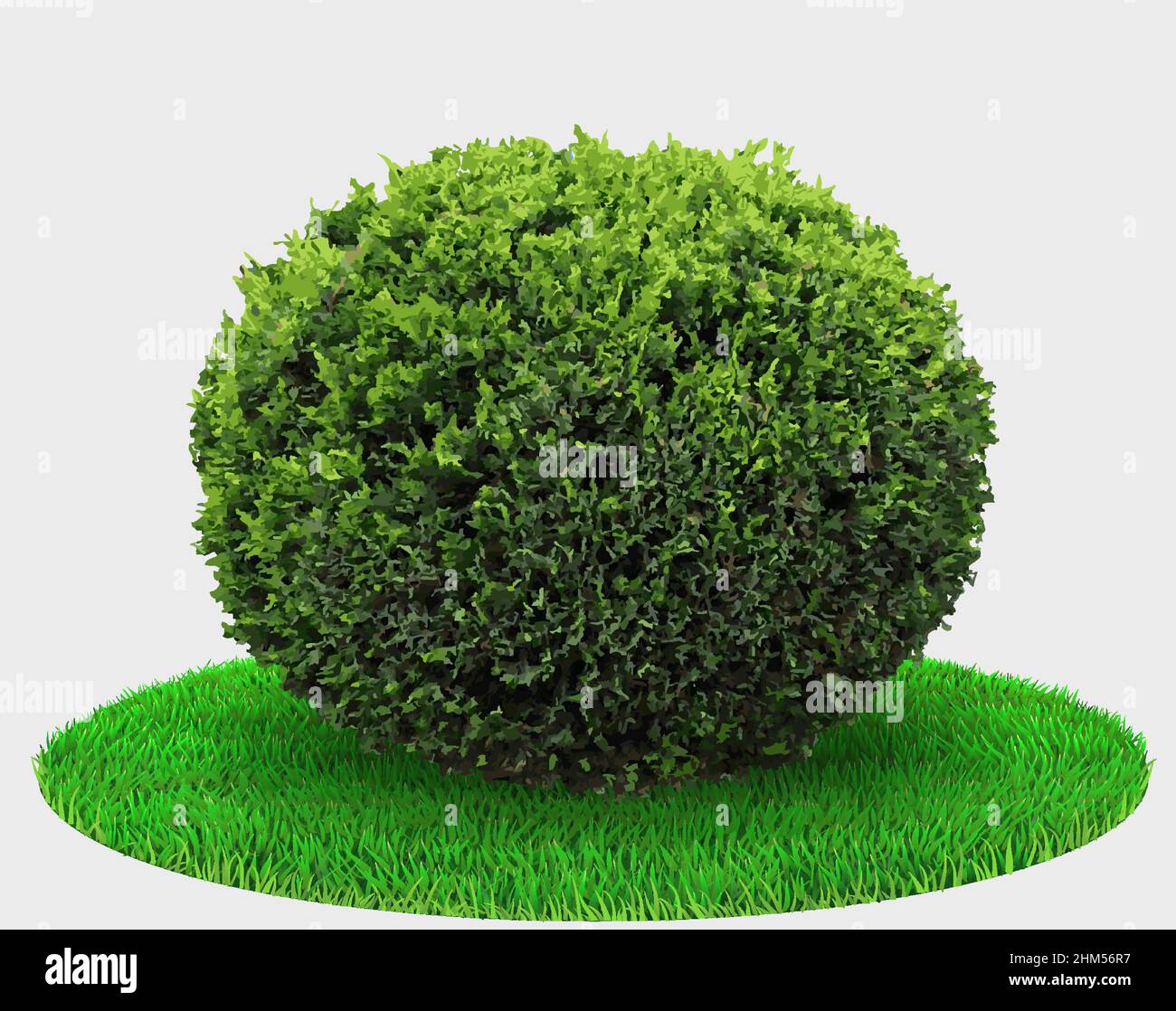 Vector graphics 3d. Realistic plant thuja bush or juniper shape sphere ...
