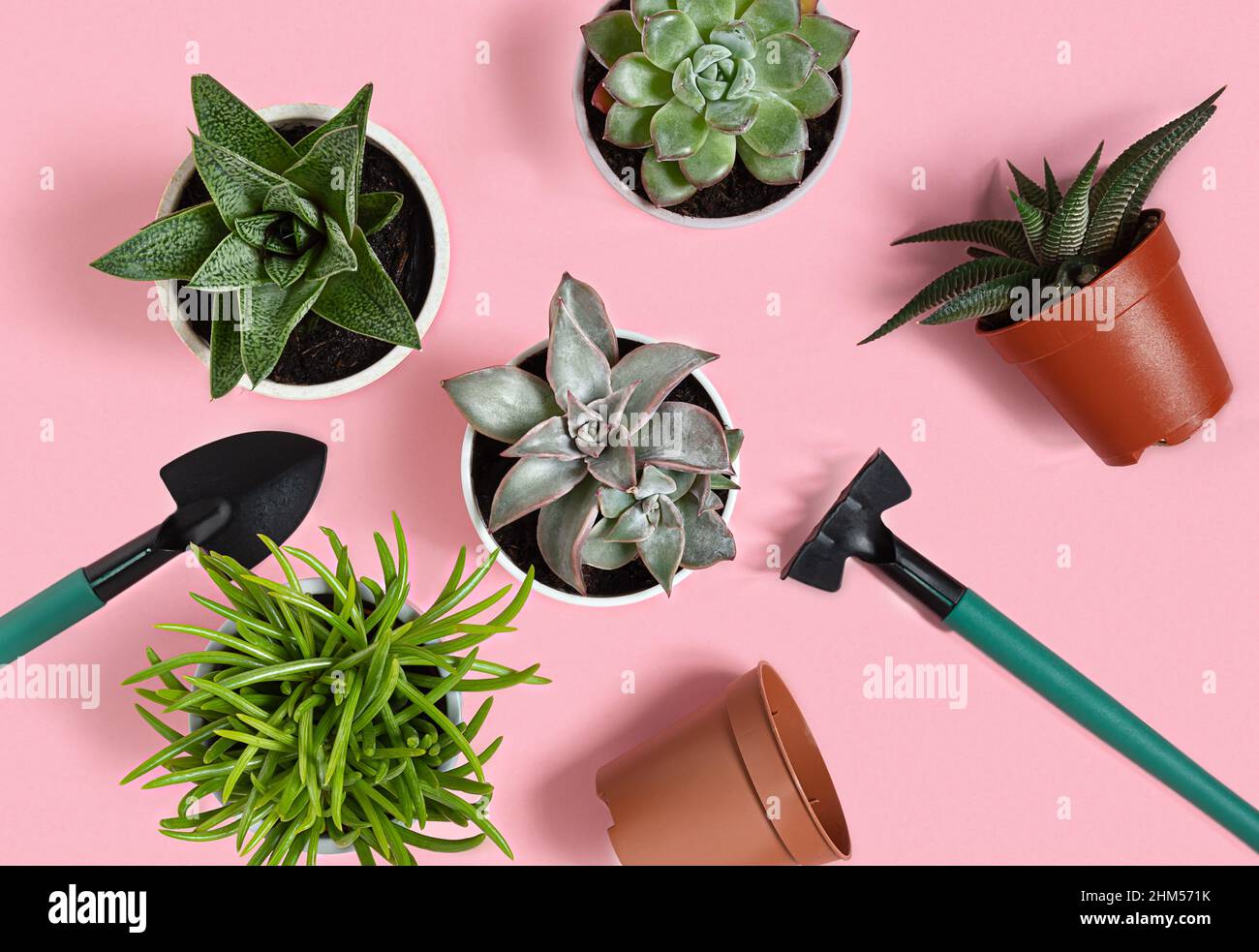 Succulent home plants: gasteria, echeveria, senecio, pachyphytum and haworthia and gardening tools on the pink background, top view, mini plants and h Stock Photo