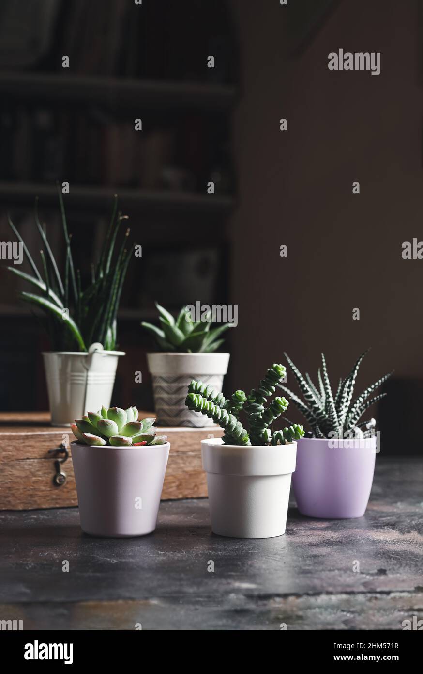 A variety of succulent home plants: sansevieria, gasteria, echeveria, crassula and haworthia on the wooden table in a room, mini plants and home garde Stock Photo