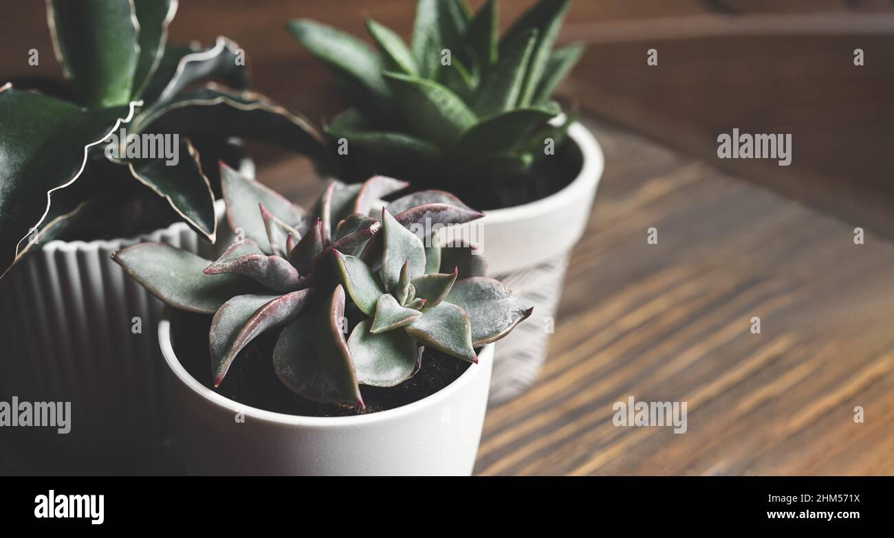 Succulent home plants - pachyphytum, sansevieria and gasteria on the wooden table close-up, mini plants and home gardening concept Stock Photo