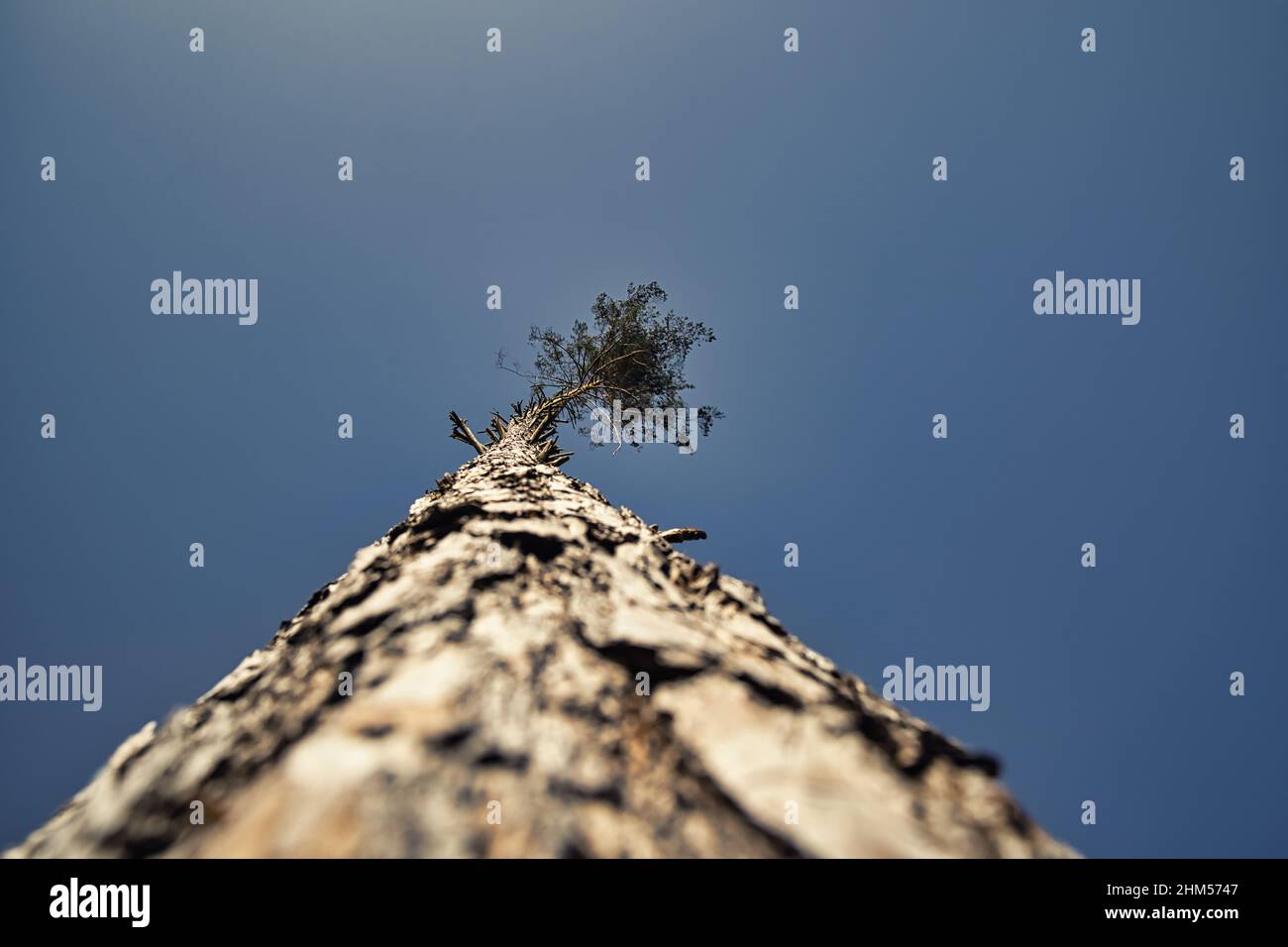 Lonely big tree growing hi-res stock photography and images - Alamy