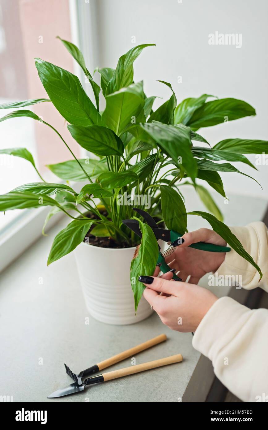 Woman's hand cuts off the withered yellow leaves of spathiphyllum. Houseplant care concept. Hobby. Indoor flower in a white pot. Soft selective focus. Stock Photo