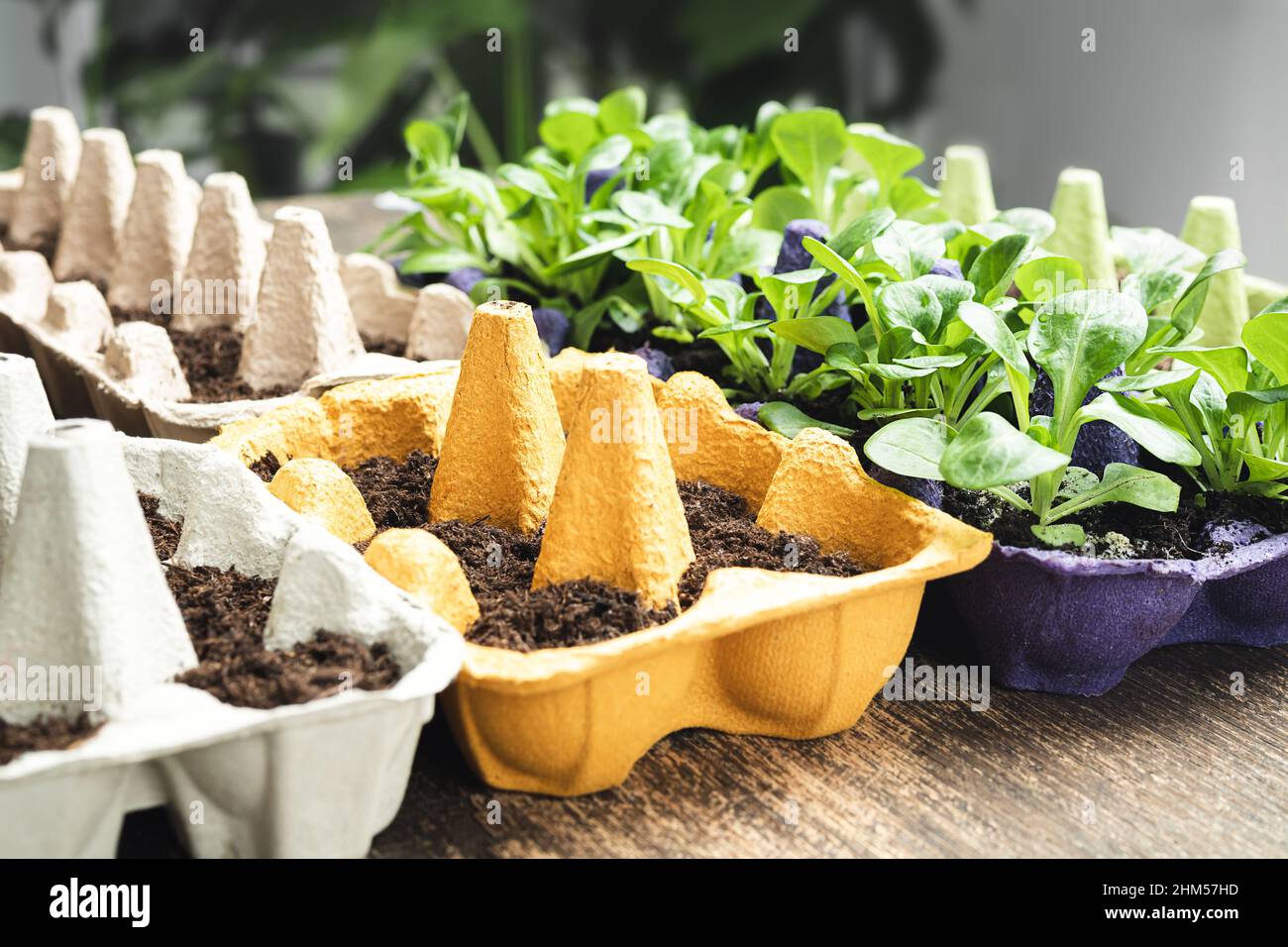 Sprouts in multi-colored reused egg cartons, sustainable environmental gardening and connecting with nature concept Stock Photo