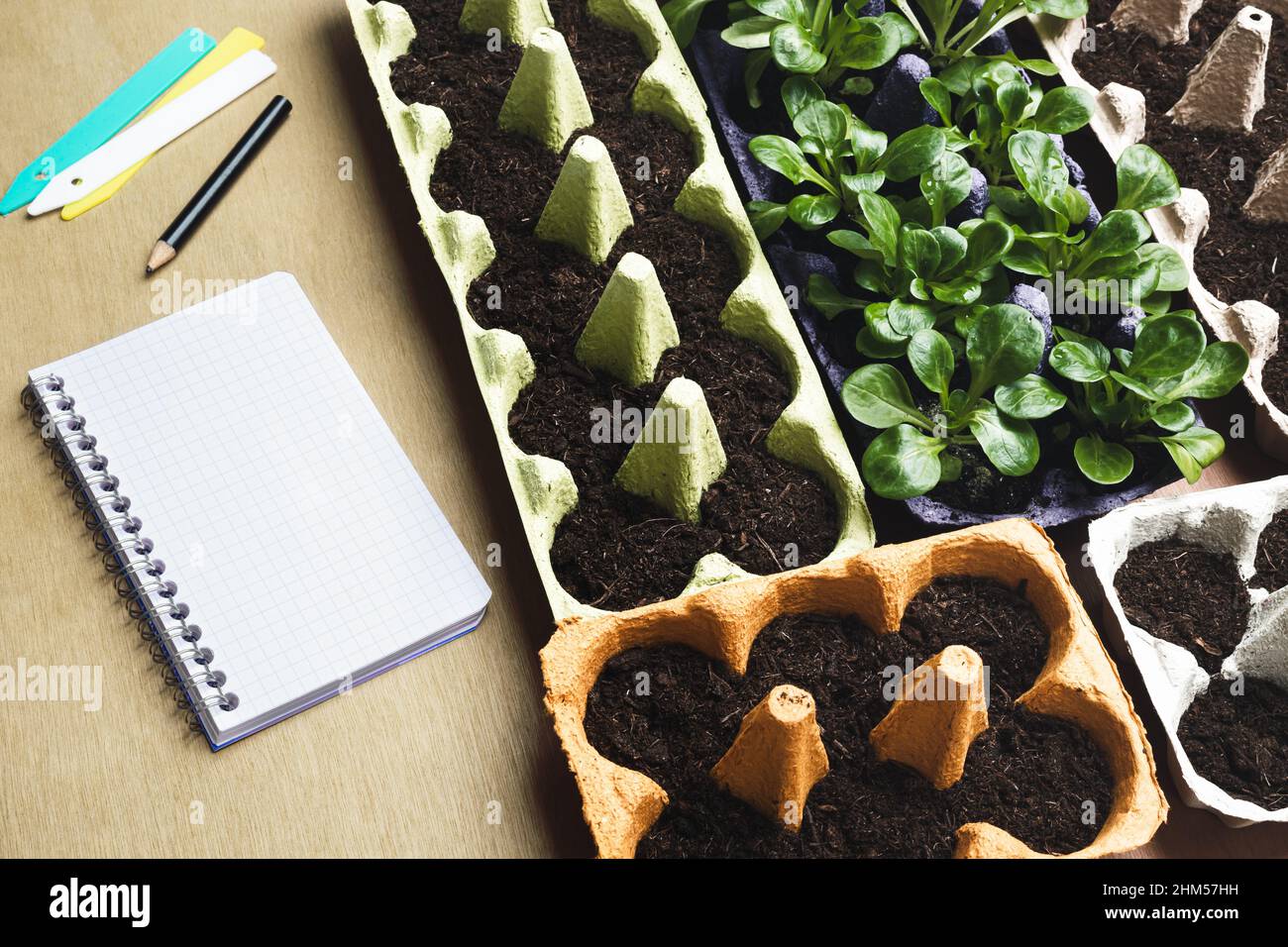 Reused eggs boxes for seeds germinating and a notebook on the table, sustainable home gardening, top view Stock Photo