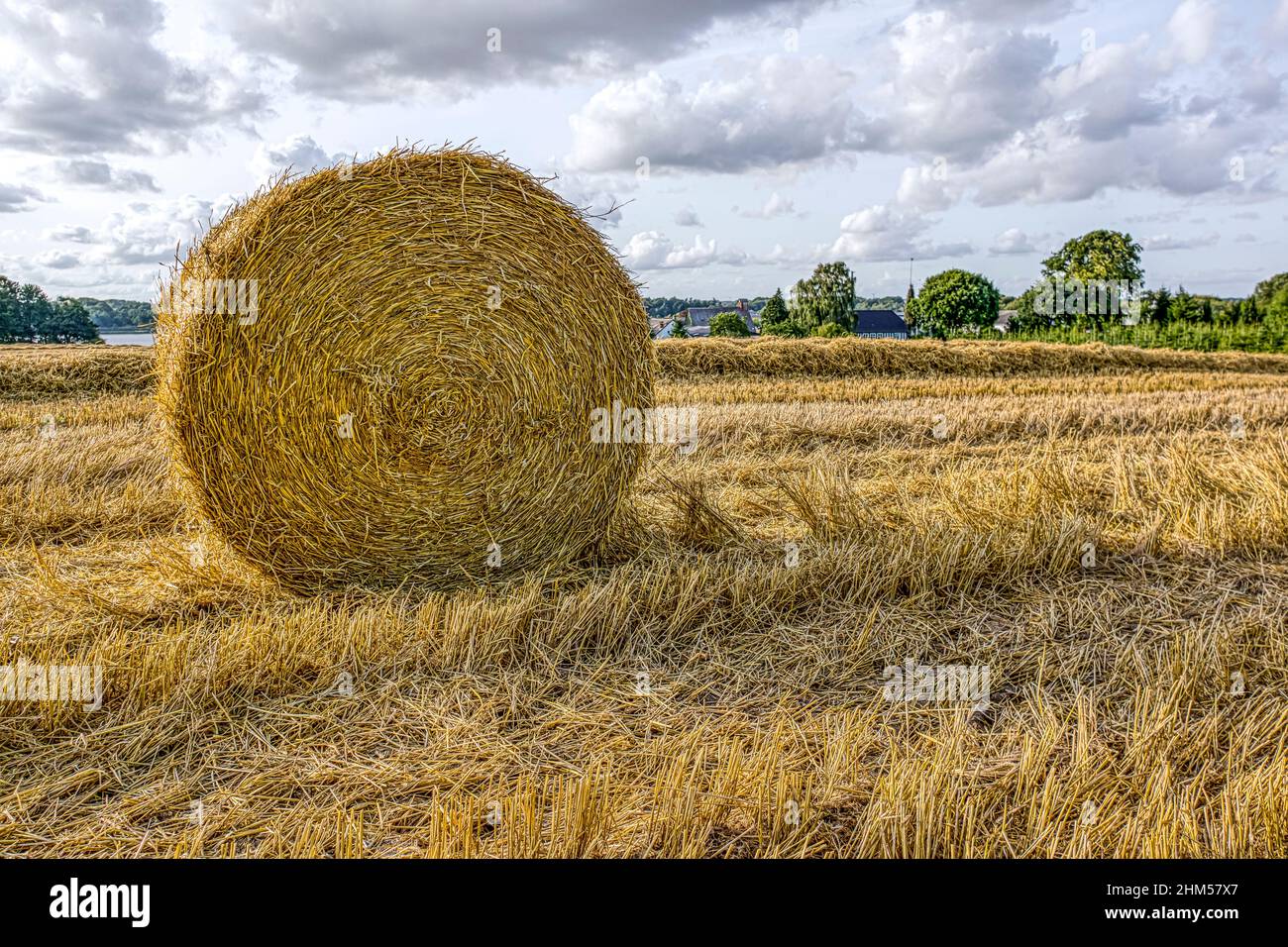 Big round hay bale in a stubble field, a bright sommer day in Jutland, Denmark, August 27, 2017 Stock Photo