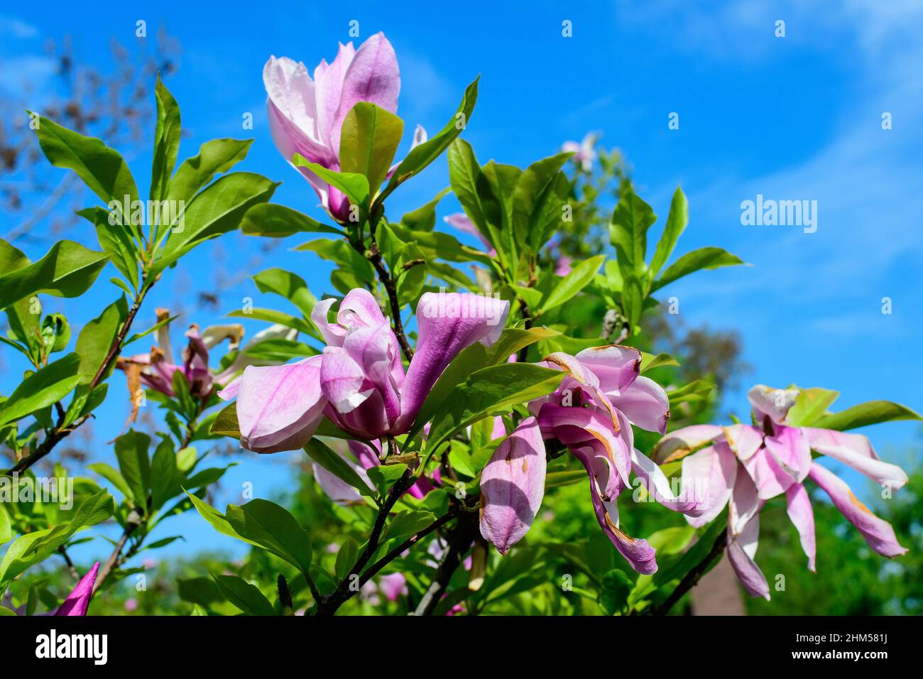 Large pink magnolia flowers in full bloom on a branch in a garden in a ...