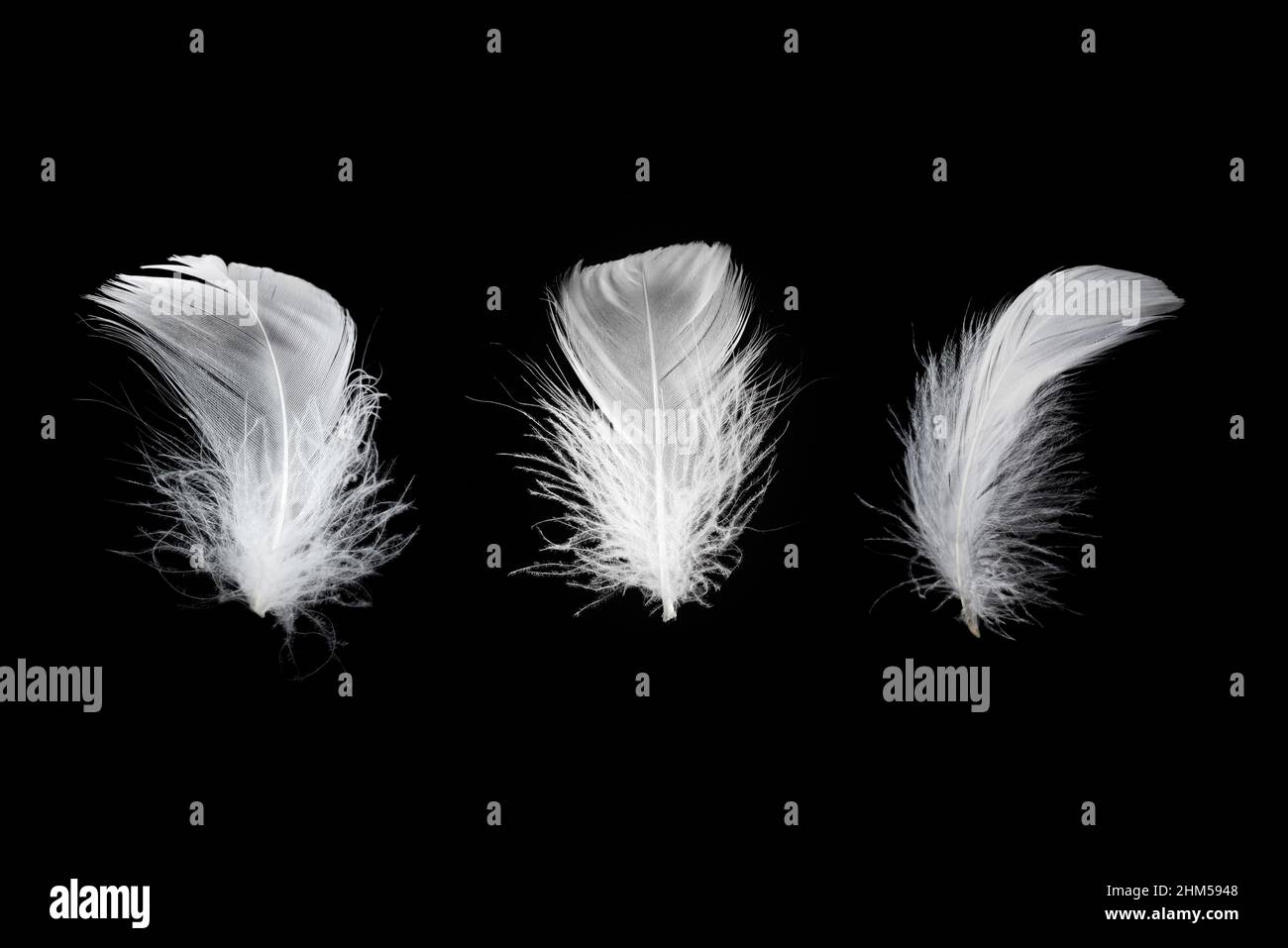White floating feather isolated on a black background. Stock Photo
