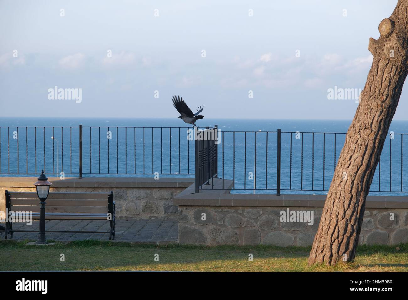 A huge bird, black crow freely flying a black sea (local name karadeniz) background. crow blackbird Stock Photo